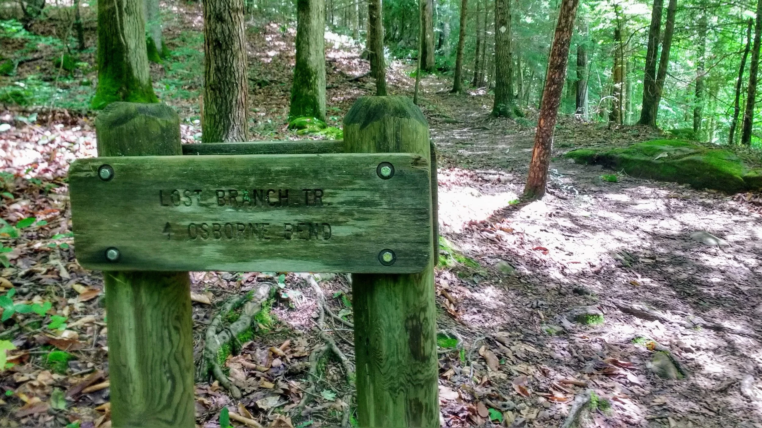 Sign for Lost Branch Trail at junction with Sheltowee Trace