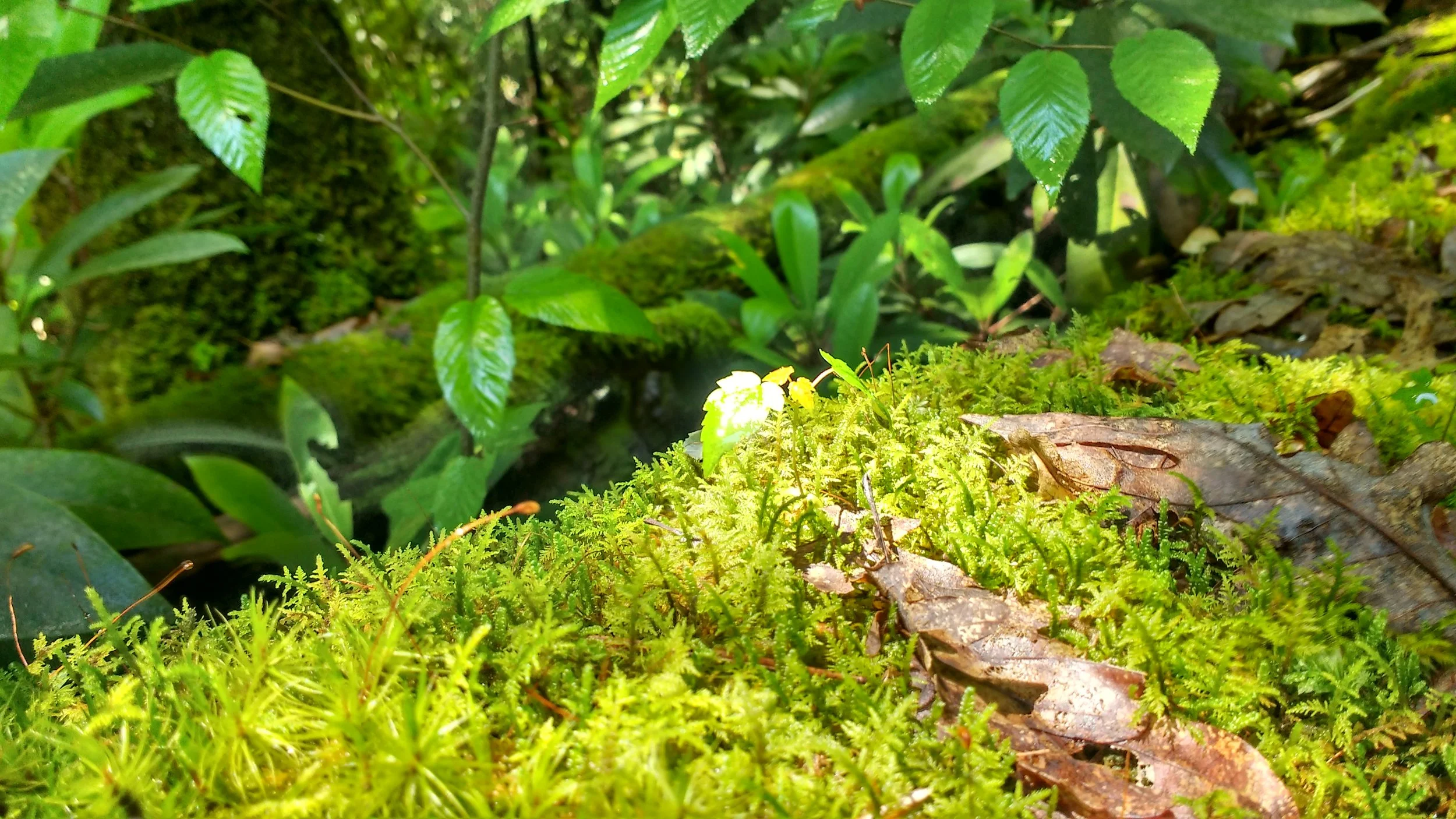 Gladie Creek Loop - Bison Way, Lost Branch, Osborne Bend, Tower Rock, and Waterfall
