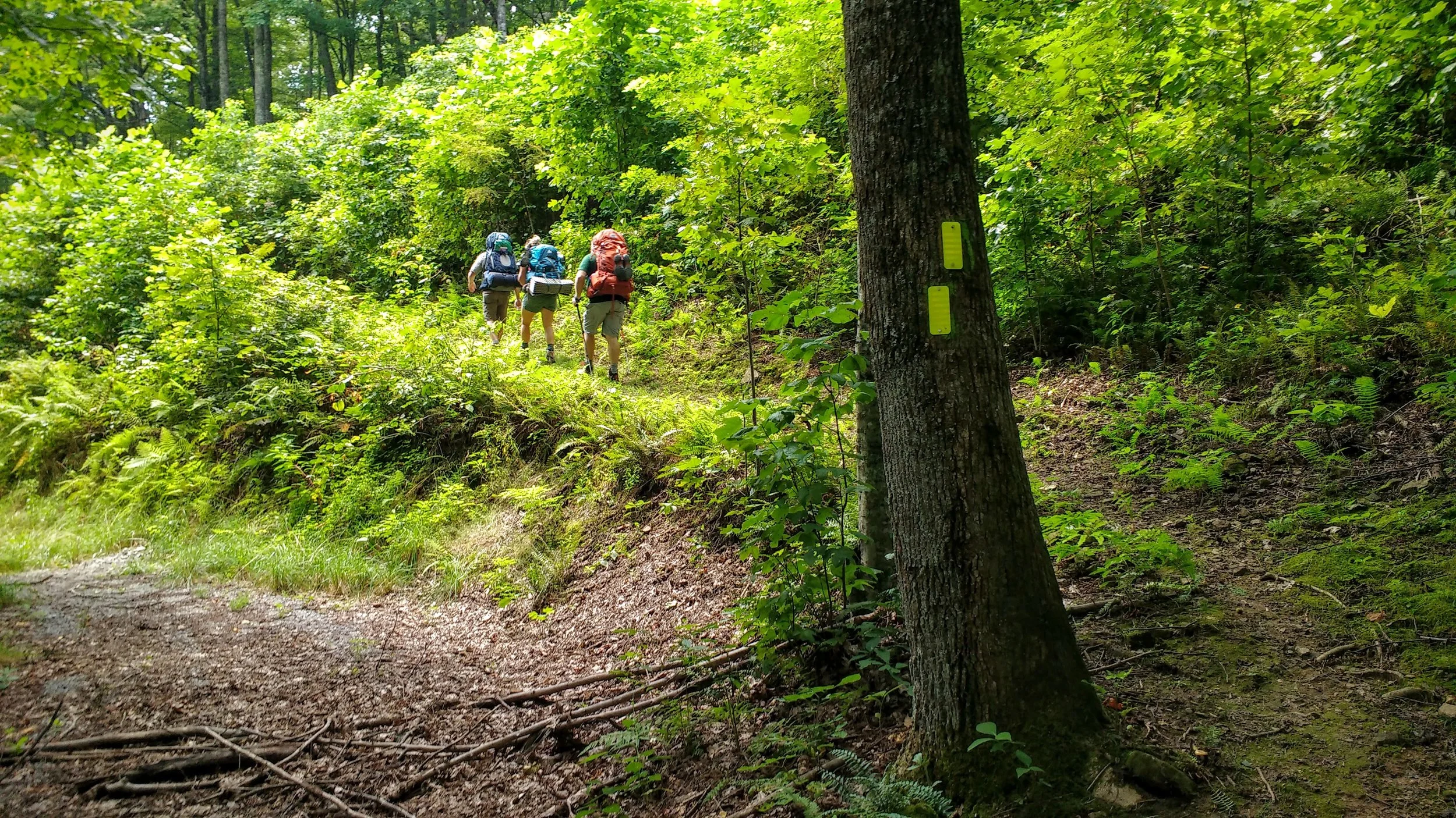 Directional blazes on Pine Mountain Trail - this one says keep right