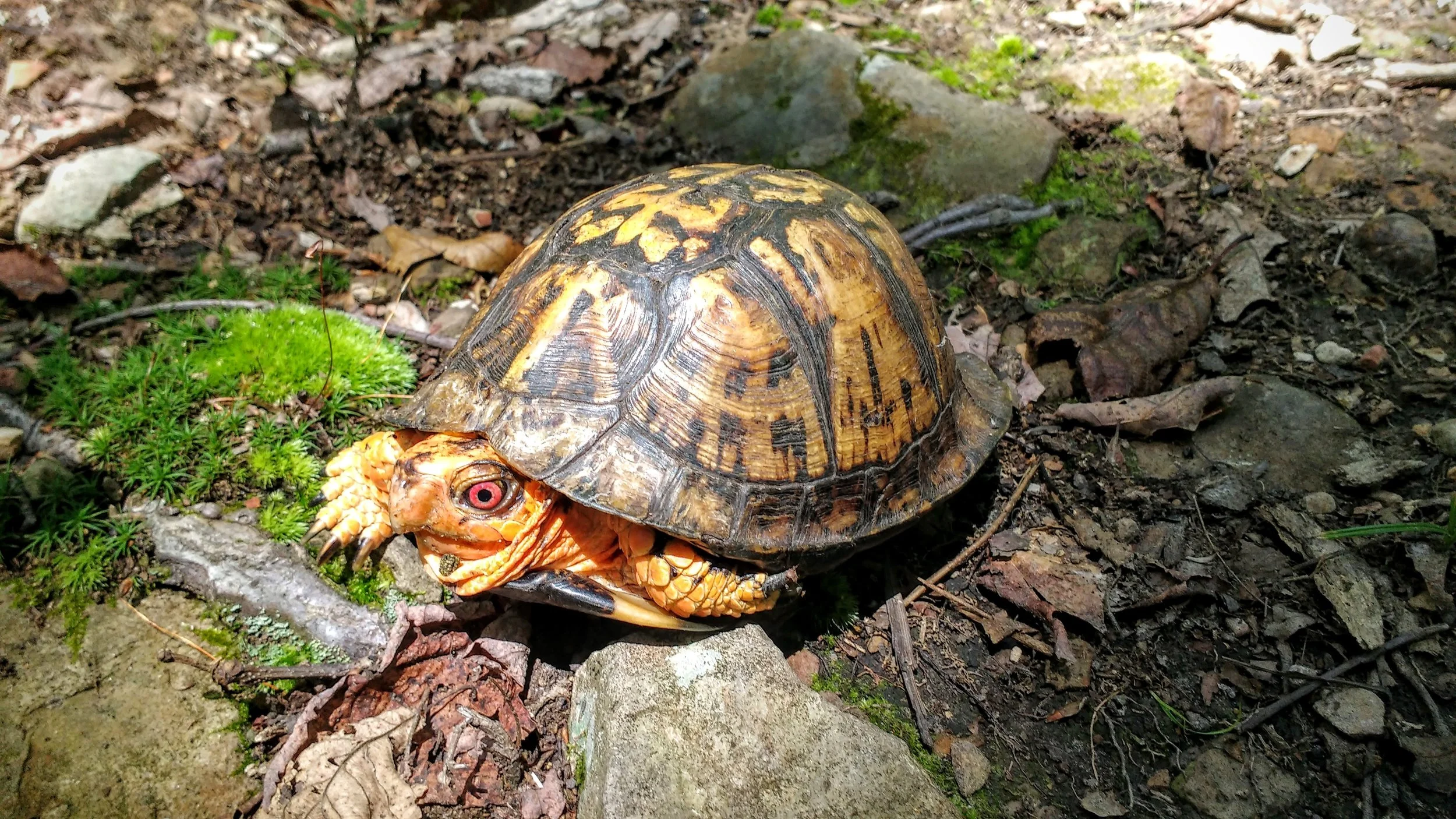 A box turtle sunning on Pine Mountain Trail