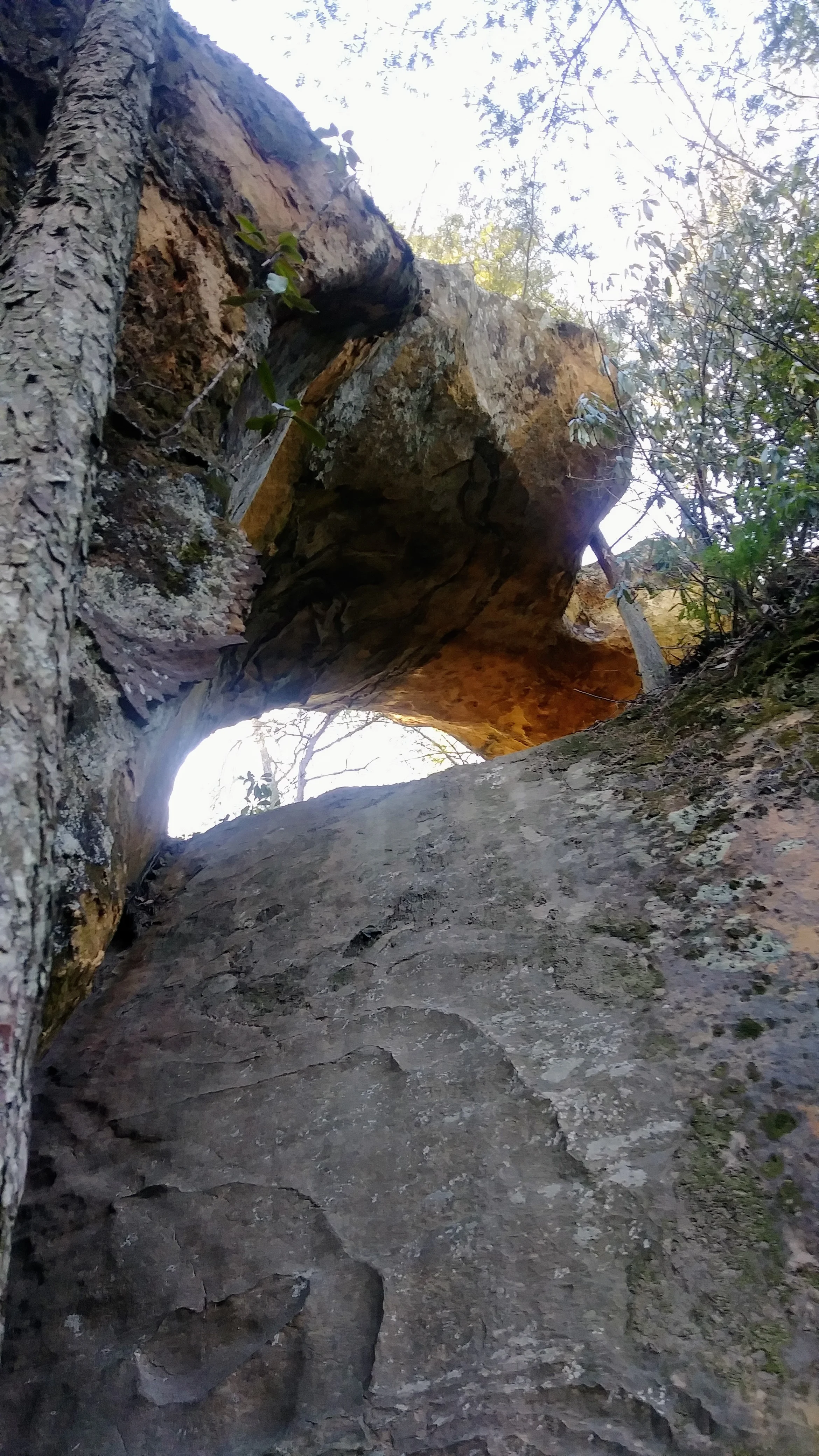 View of Indian Arch from below on Sheltowee Trace