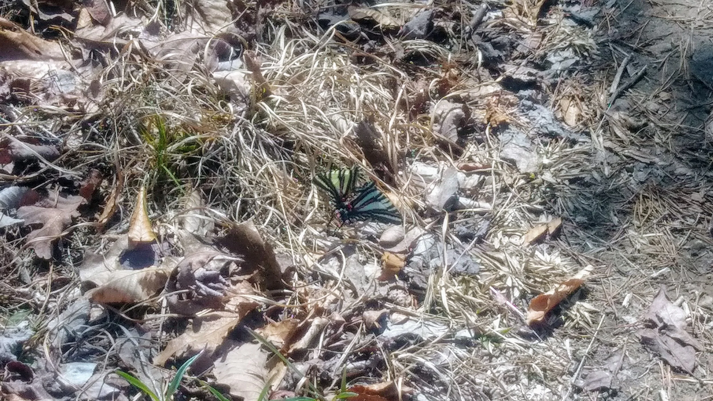 A pair of swallowtails gettin' busy.