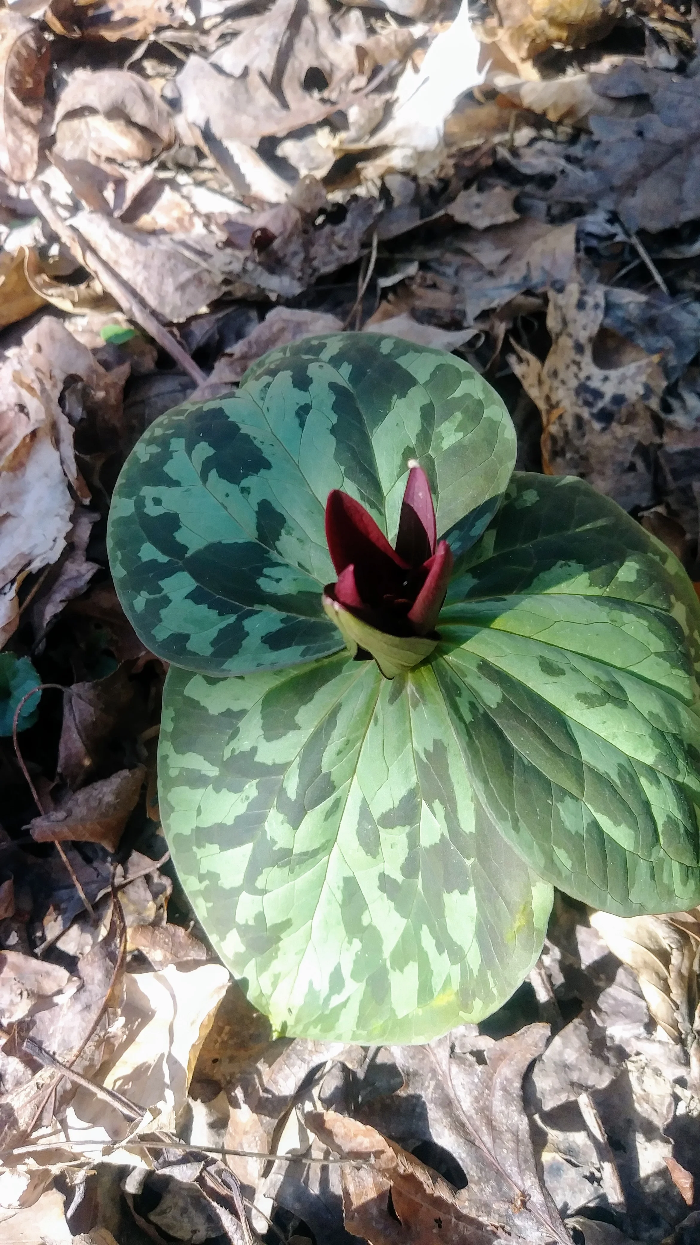 Trillium? about to open.