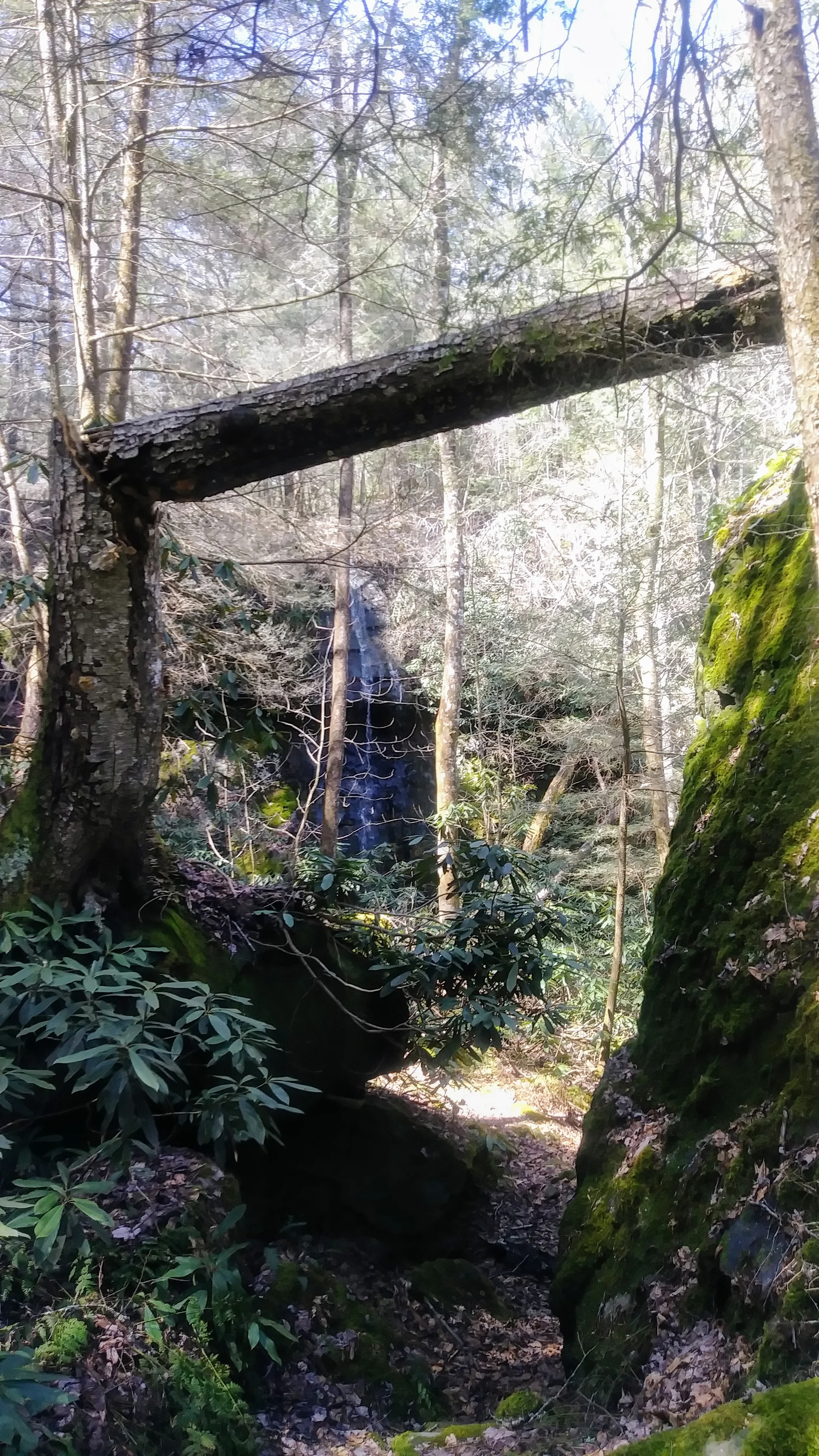 Dick Gap Falls framed by a downed tree