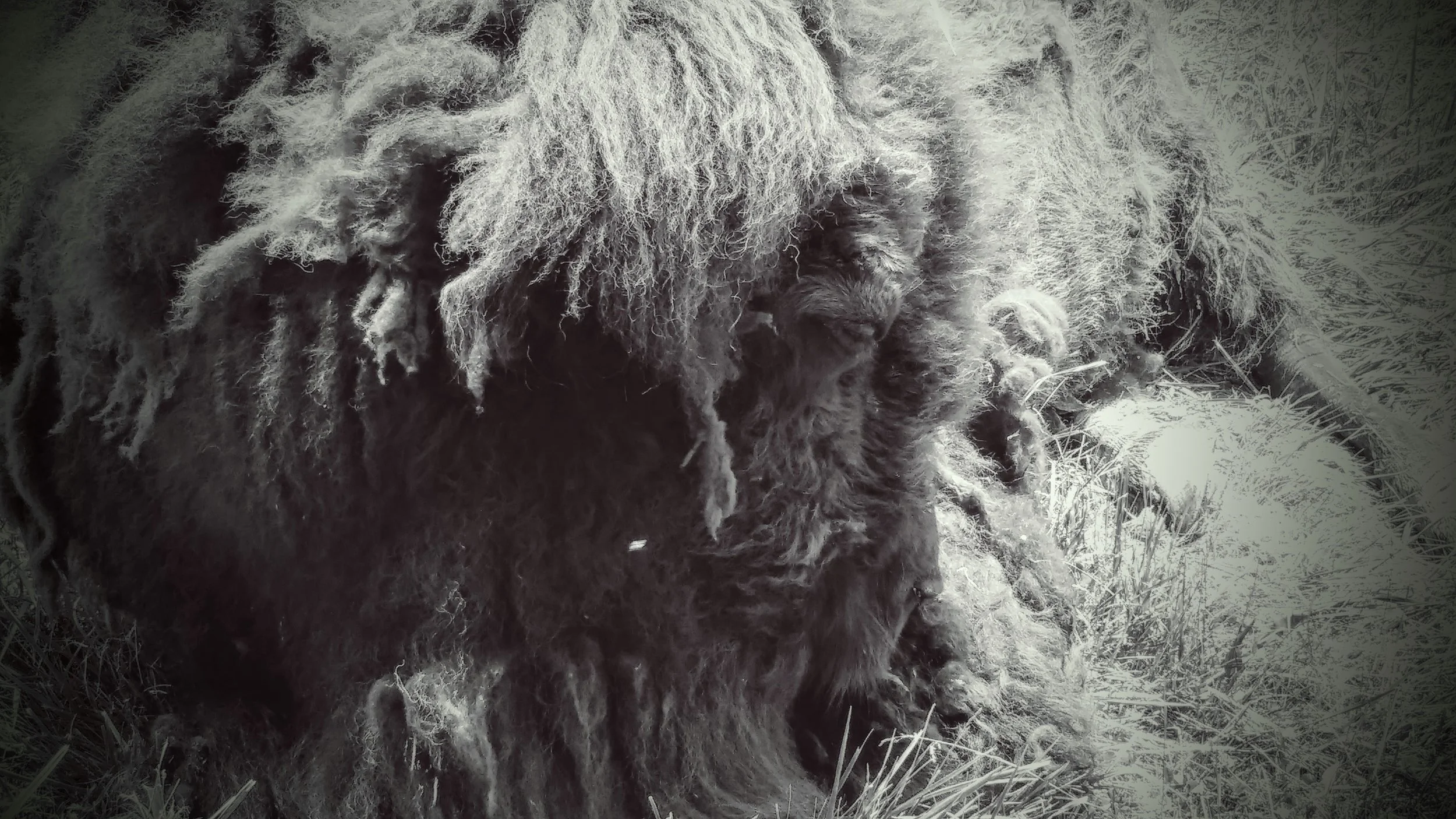A bison resting at Big Bone Lick State Historic Site