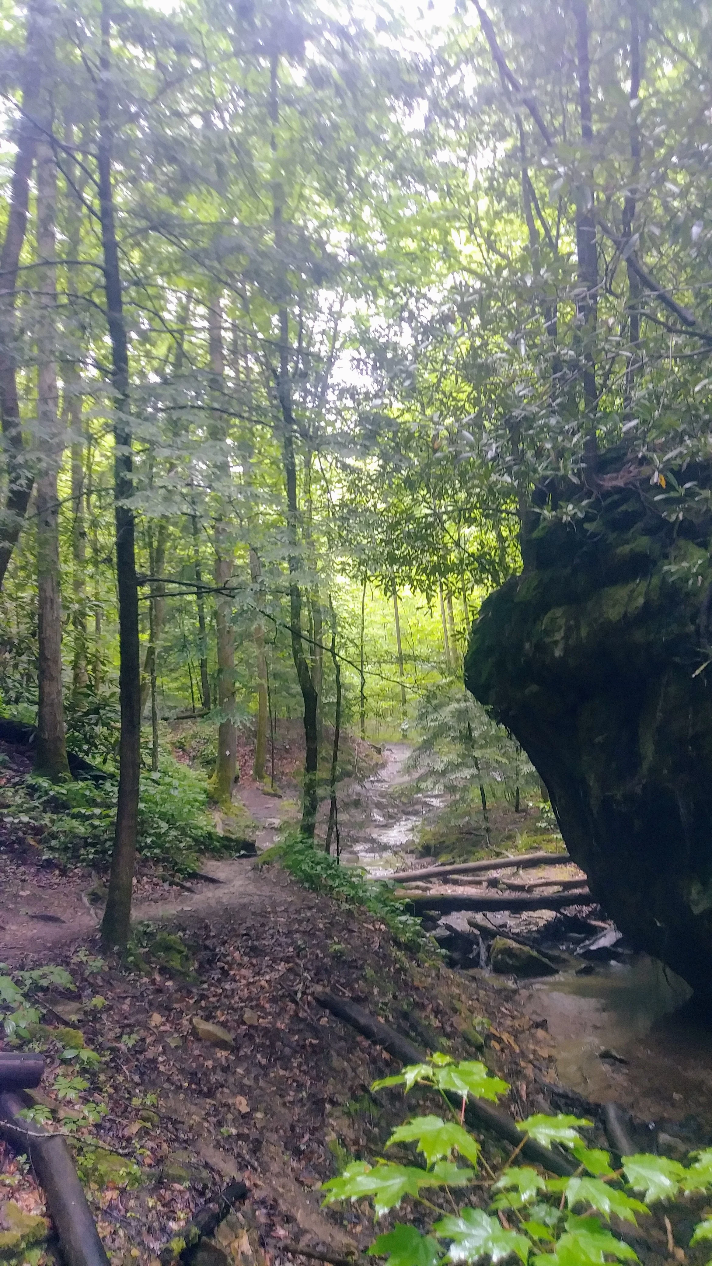 Looking up a beautiful creek from Rough Trail at Red River Gorge