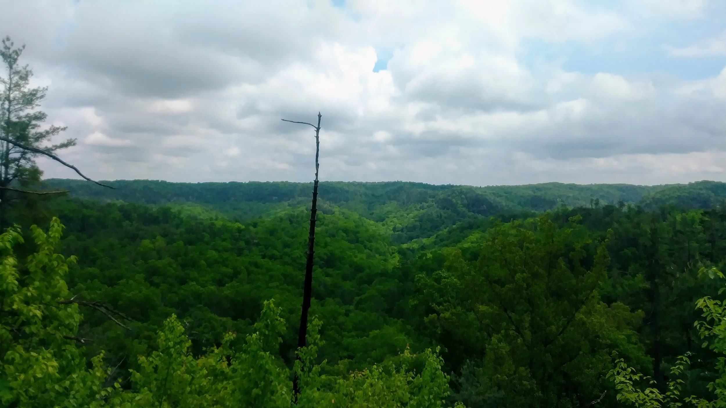 Looking out at Red River Gorge from a viewpoint just off Rough Trail on a cloudy, rainy day
