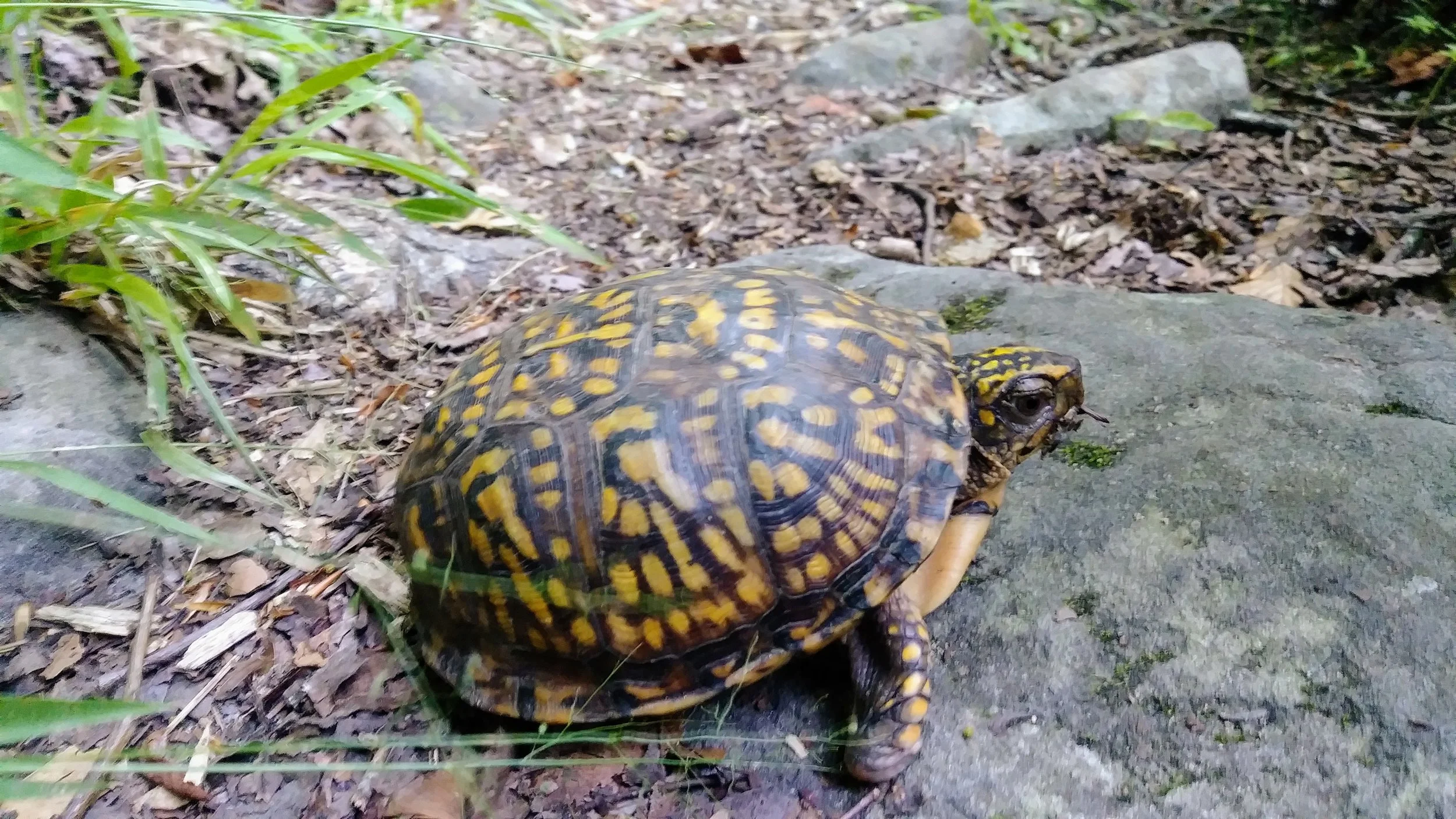 A box turtle on the Cumberland River Trail (Trail 2)