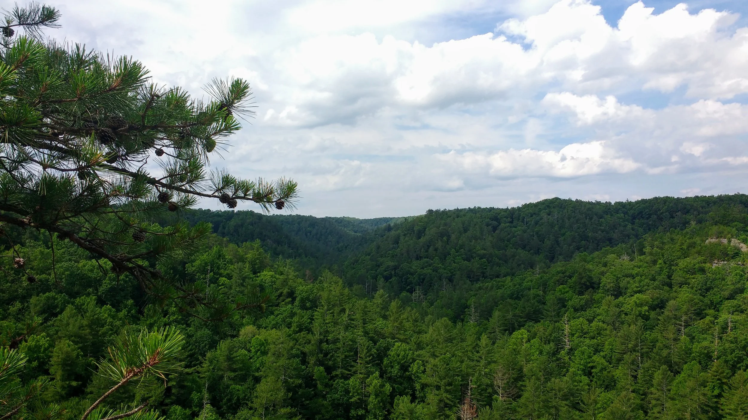 A beautiful vista just past Whistling Arch in Red River Gorge