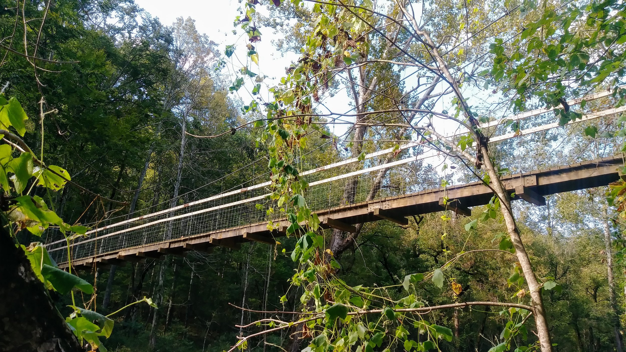 Sheltowee Trace Footbridge.jpg