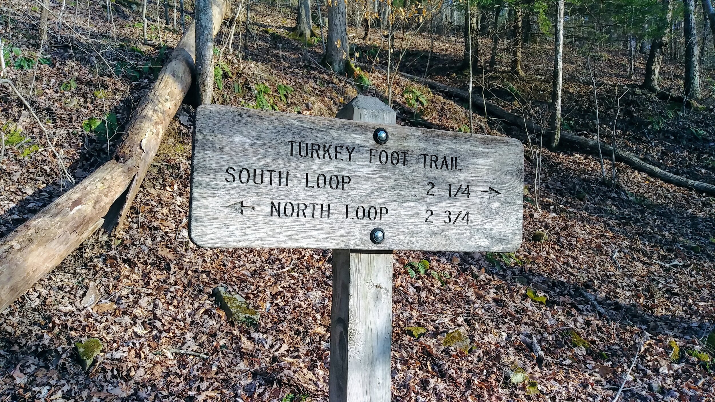Turkey Foot Cascade - Trail Sign at Spur Intersection - Kentucky Hiker Project.jpg