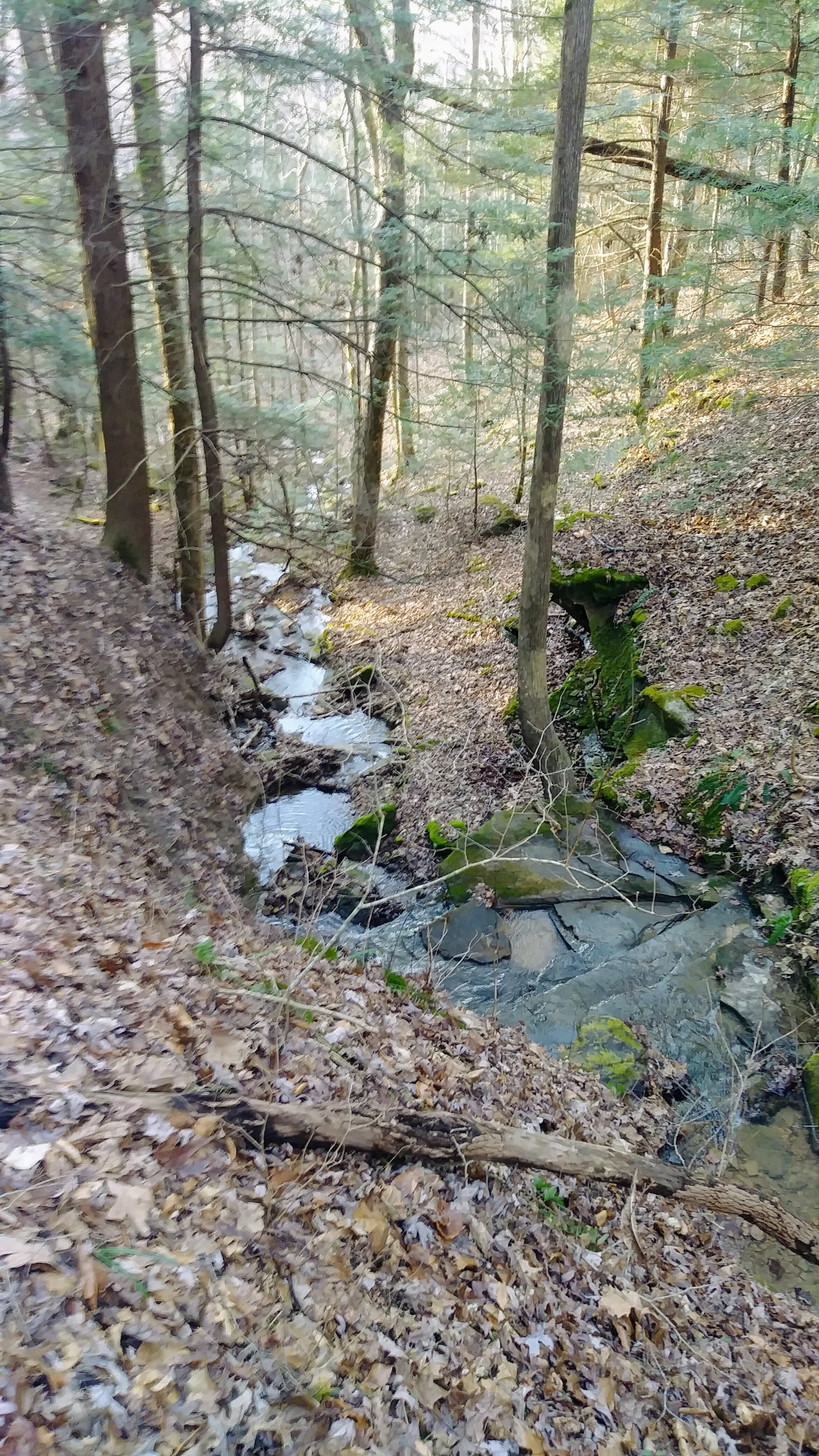 Turkey Foot Cascade - Looking Down the Stream - Kentucky Hiker Project.jpg