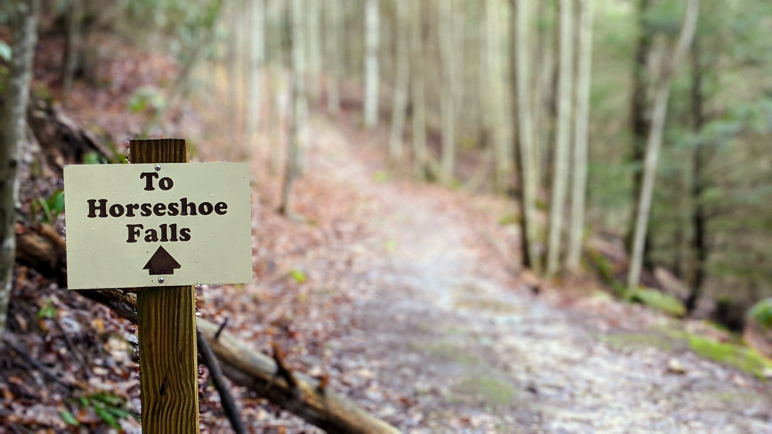 Trail Sign to Horseshoe Falls at Muir Valley - Kentucky Hiker Project.jpg