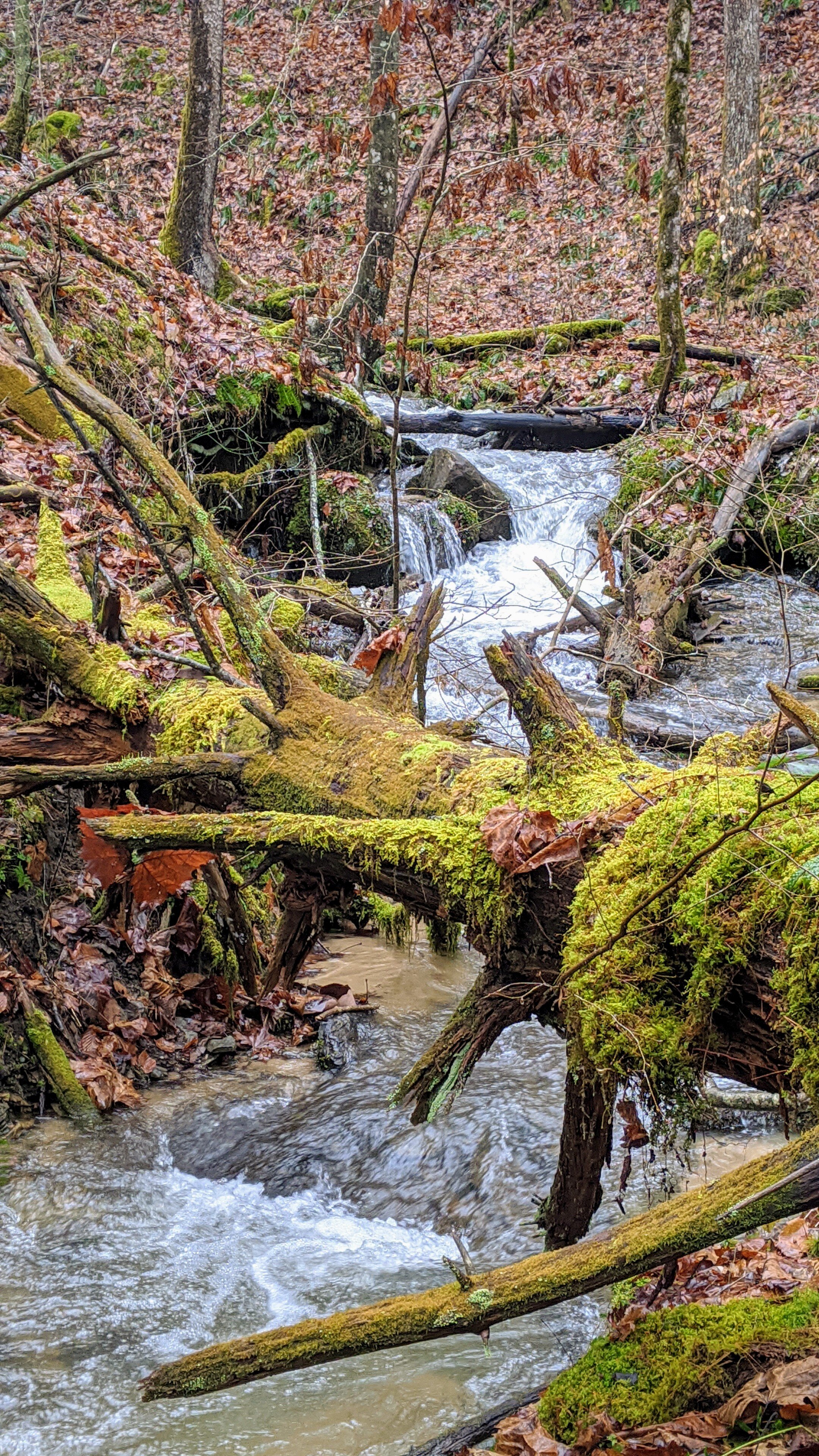 Whittleton Branch - Kentucky Hiker Project.jpg