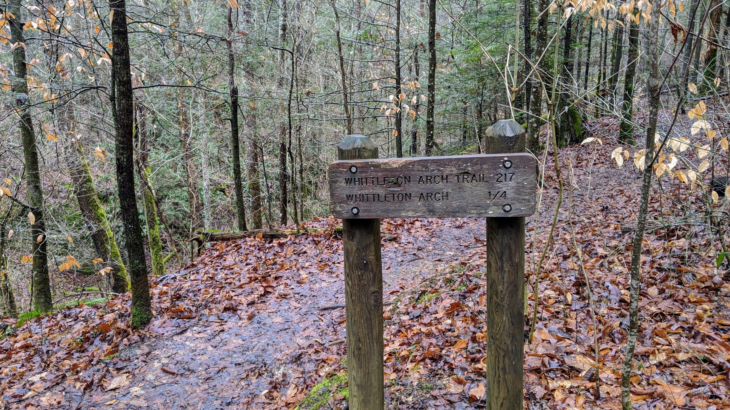 Trail Sign at Intersection of Whittleton Branch and Arch Trails - Kentucky Hiker Project.jpg