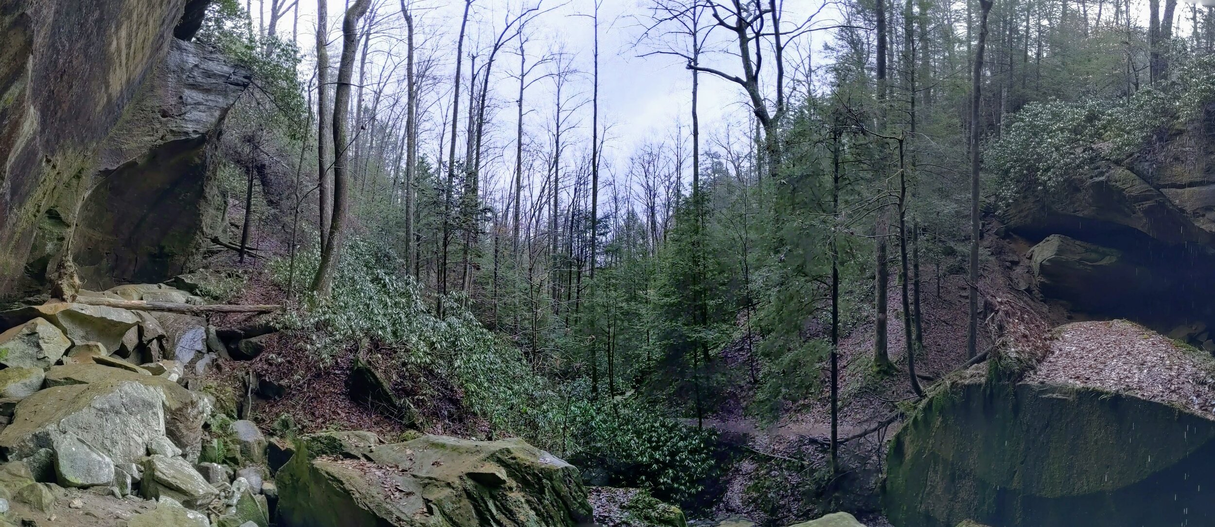 View of Forest Below Whittleton Arch Falls - Kentucky Hiker Project.jpg