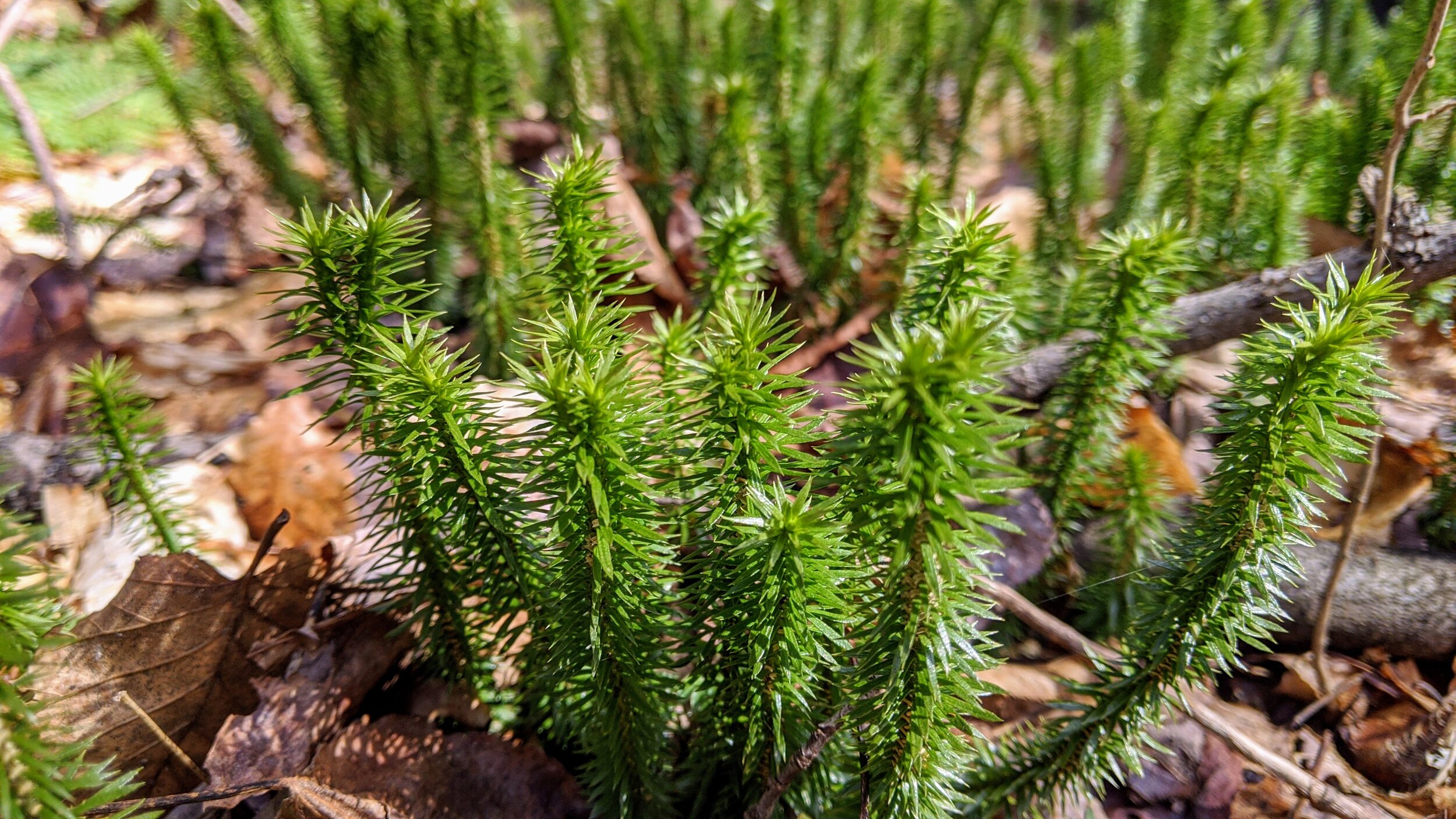 Early Spring Green at Muir Valley - Kentucky Hiker Project.jpg