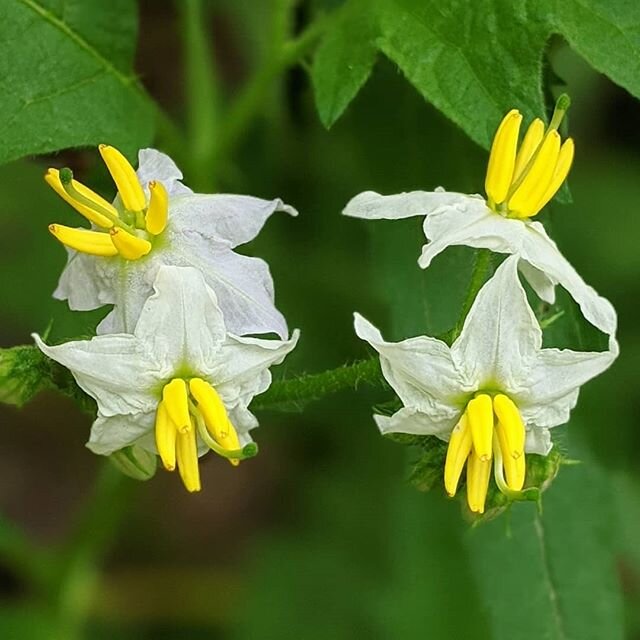 Thanks for the app recommendations!  I downloaded iNaturalist and promptly figured out what this is - red buffalo-bur or sticky nightshade.  Beats the daylights out of scrolling pictures 😁 Spotted these at Gunpowder Creek Nature Park while we cleane