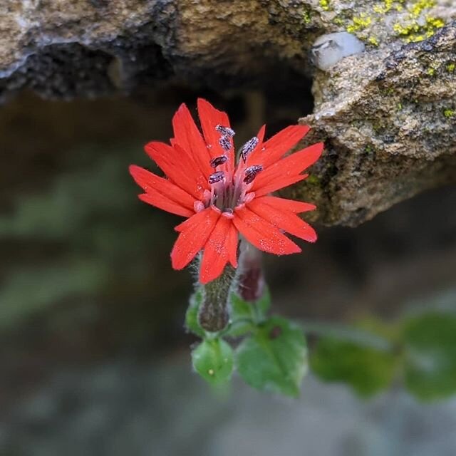 This cardinal catchfly was growing out of Star Gap Arch in Red River Gorge.  If I'd seen a cardinal tanager and a Louisville cardinal fan, that would've been the trifecta, right?  I think I'll go catch sunset at the Gorge tonight.  Yup, that's the ti