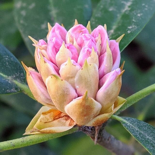 It's rhododendron season in Kentucky.  These beauties are wonderful this time of year and right now, you can find them in all states of bloom.  This one was along Chimney Top Rock Trail in Red River Gorge, but I can think of some other trails like Ro