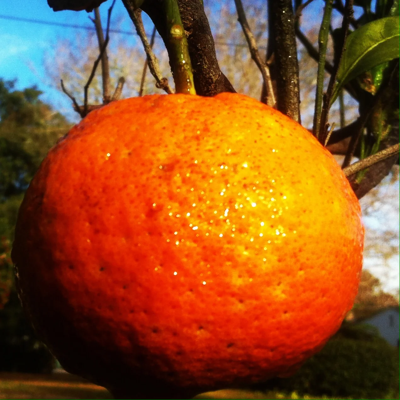  yummmm.. a blood orange happily grown in one of our guilds…you could taste its happiness:) 
