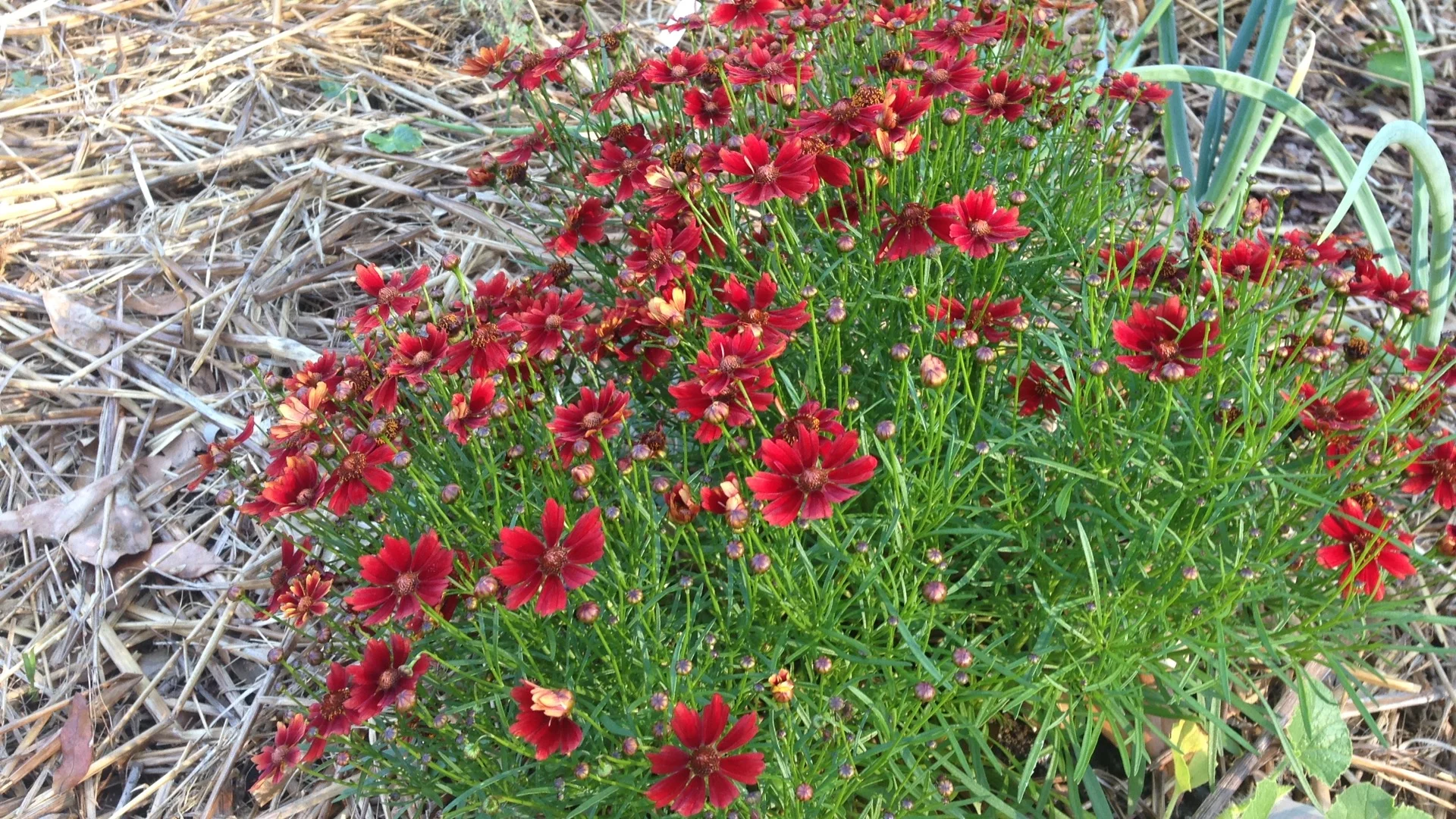  Coreopsis, known for its ability to attract pollinators 