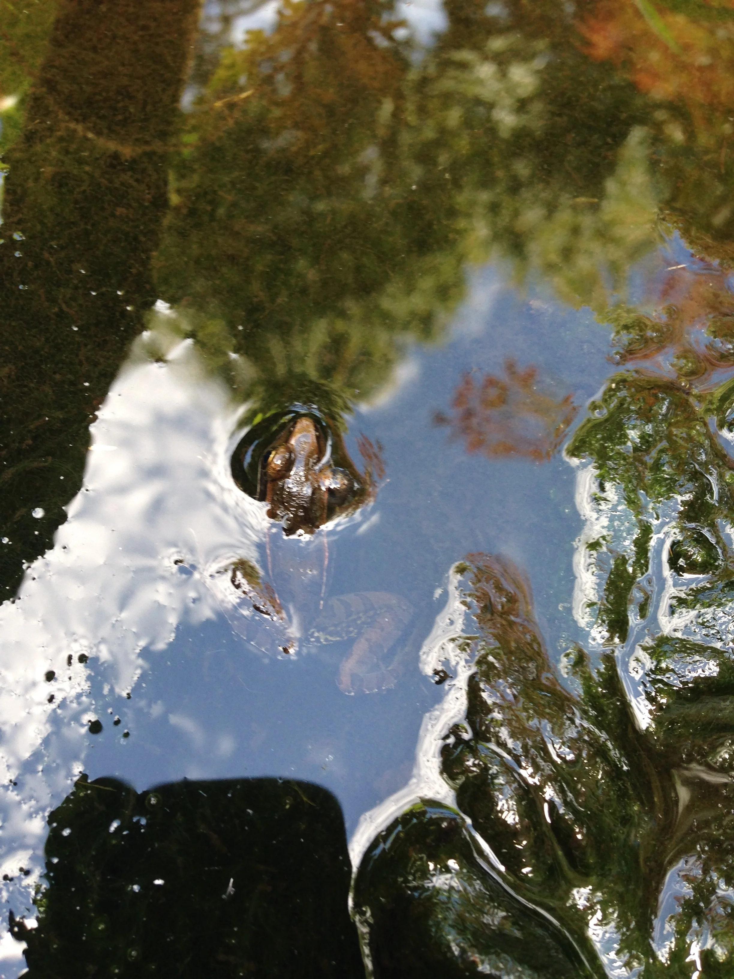  Leopard frog- well camouflaged- frogs like to eat those small creatures that like to eat plants’ leaves like slugs and snails 