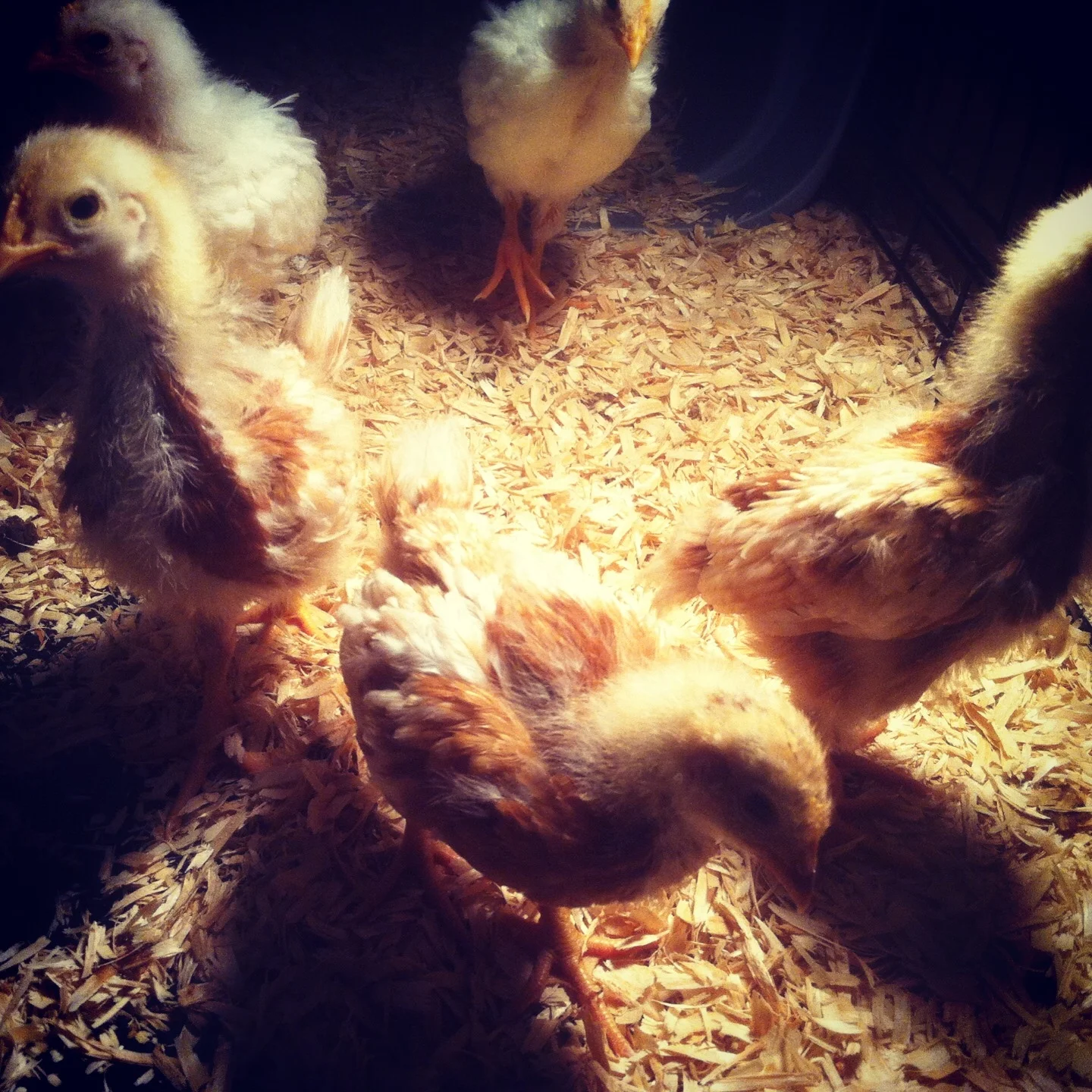  Chicks!!! These gals grew up to offer us so much- delicious fresh eggs and fertilizer for our growing edible and medicinal plants! 
