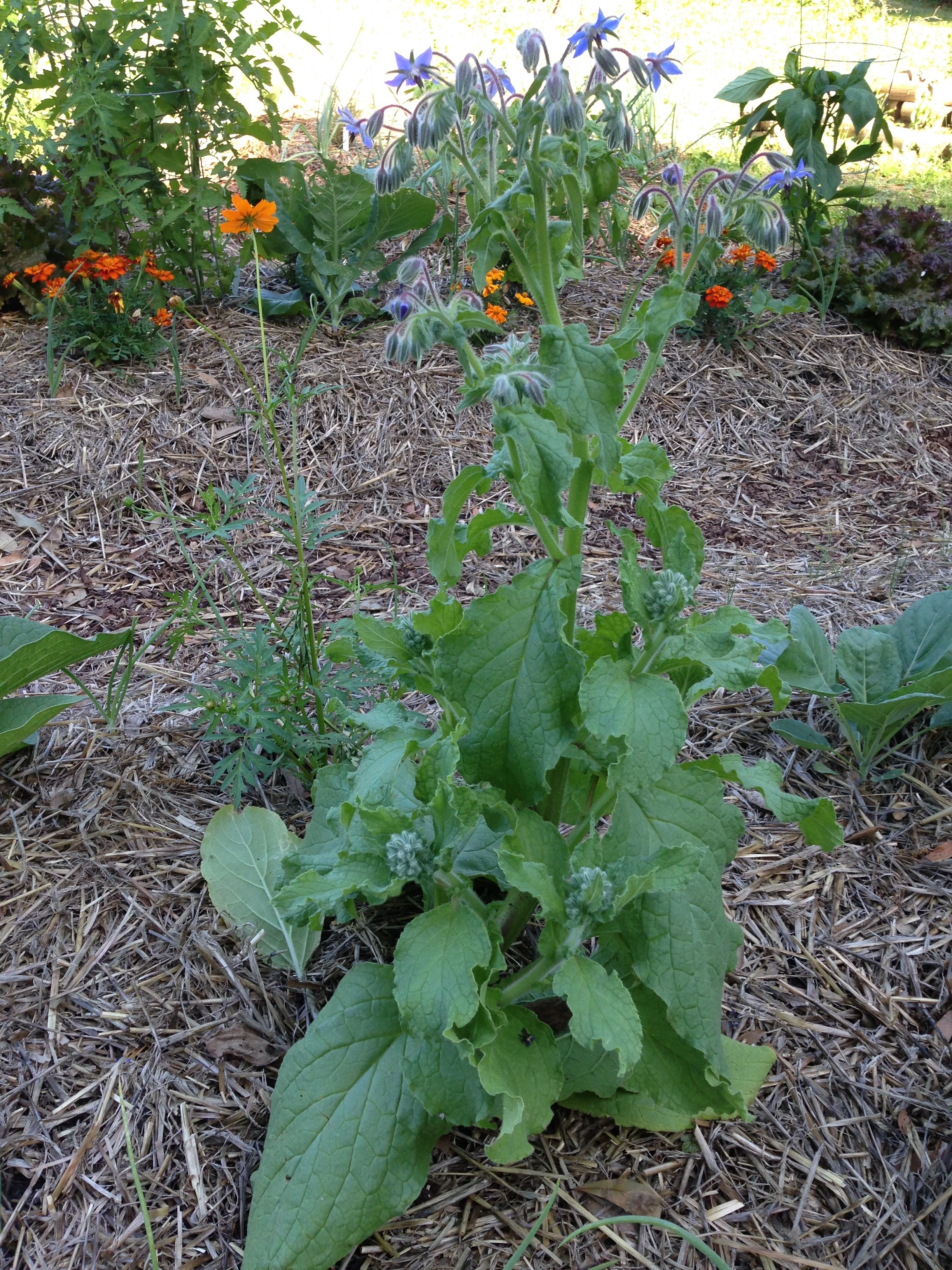  “Borage for courage” is front and center, bringing up minerals from deep in the soil and makes it available for its neighbors. 