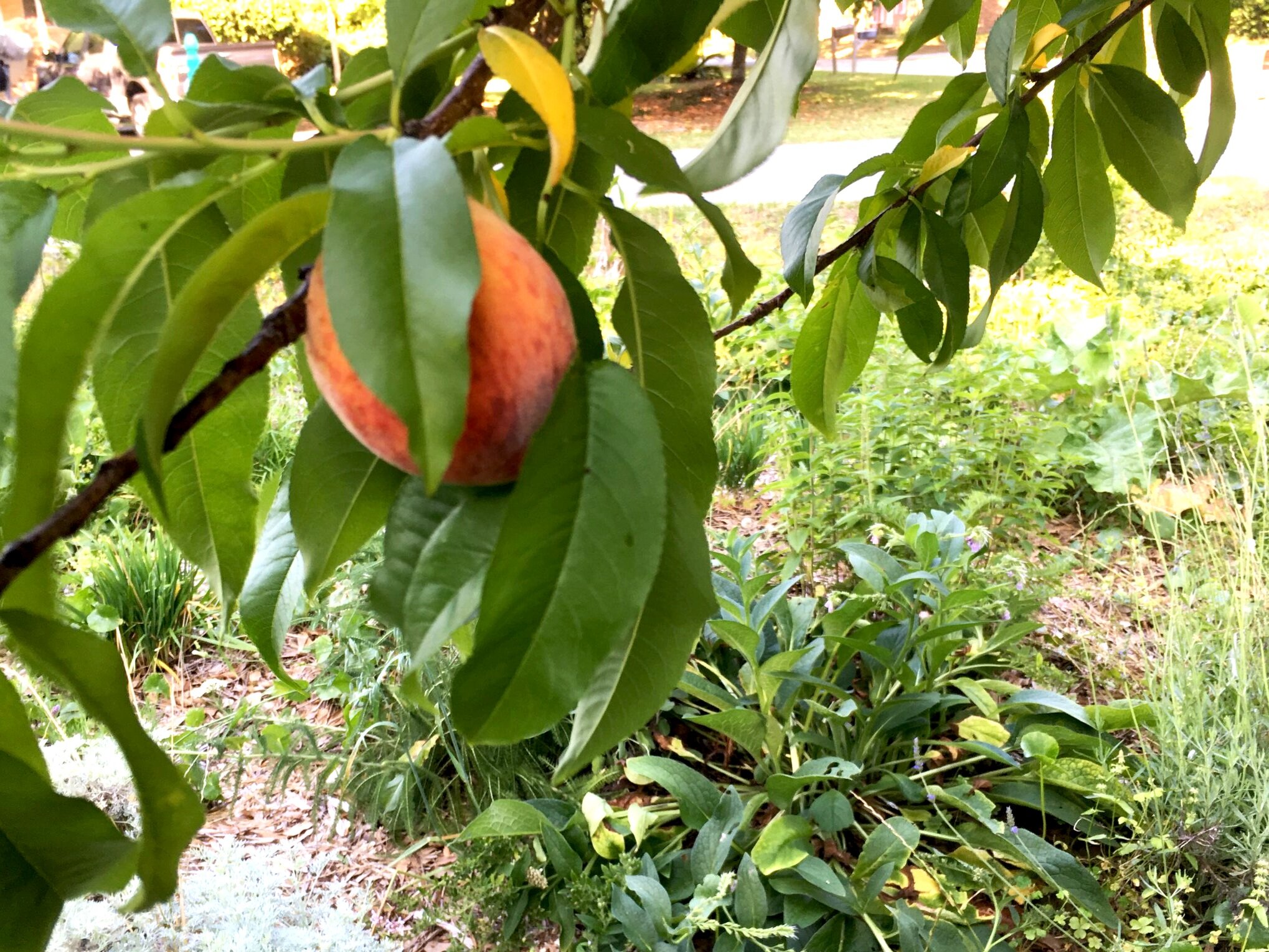 Edible and medicinal plants and trees growing in harmony
