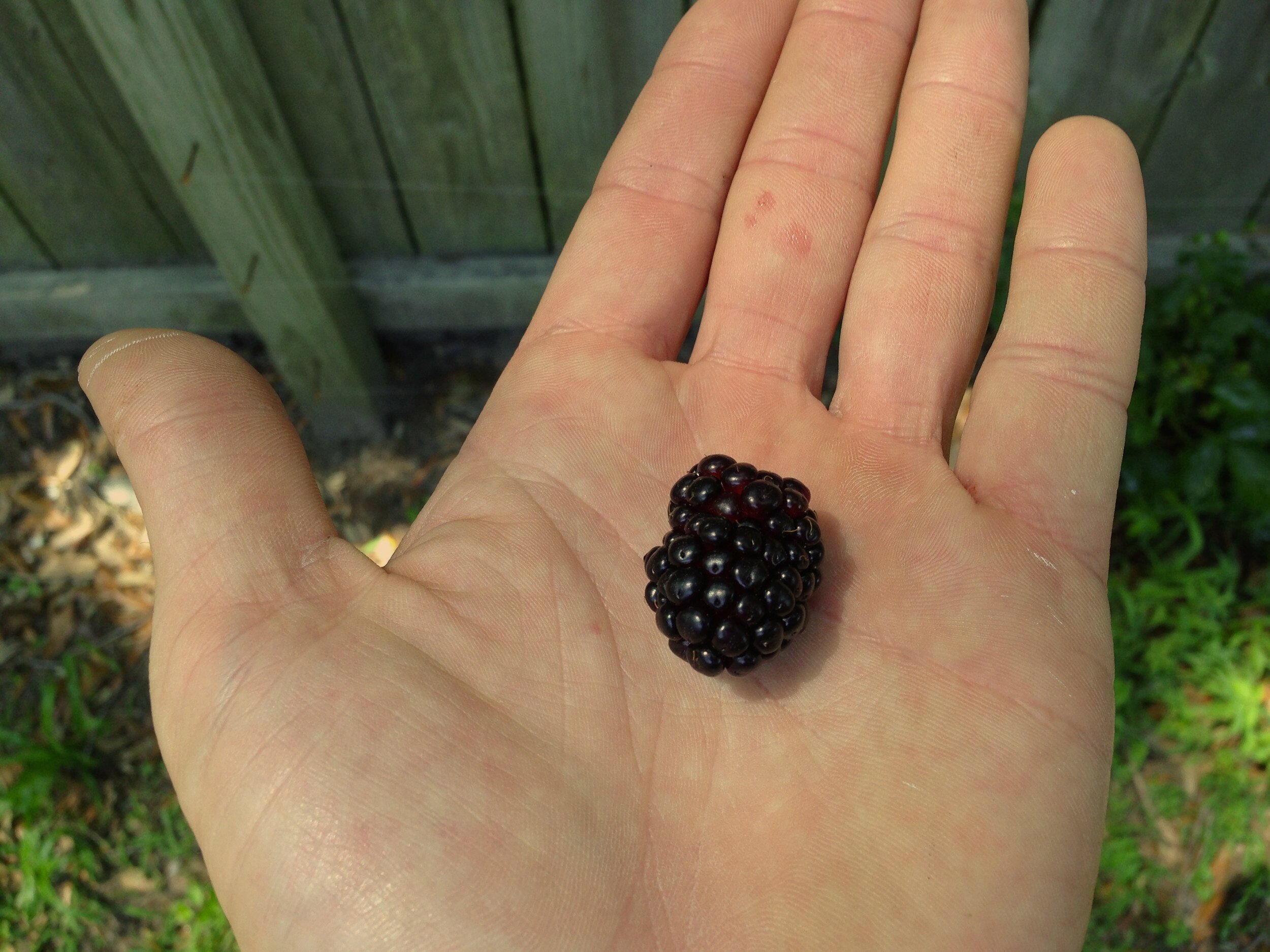 Blackberry harvest, these low-maintenance plants like to grow, and offer berries while doing so.