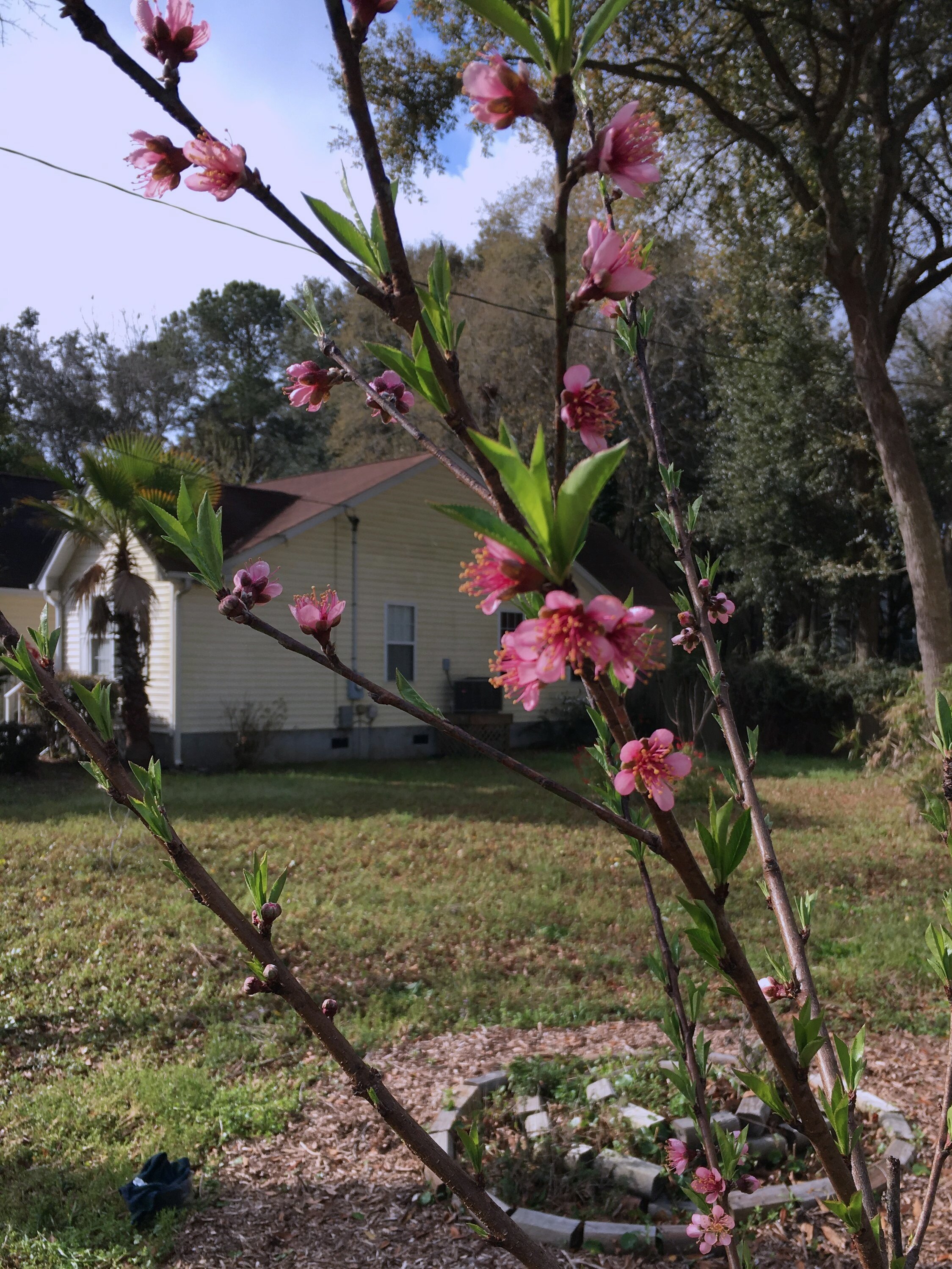 Peach blossoms- not only are the fruits that will follow delicious, but peach leaves have medicinal qualities as well