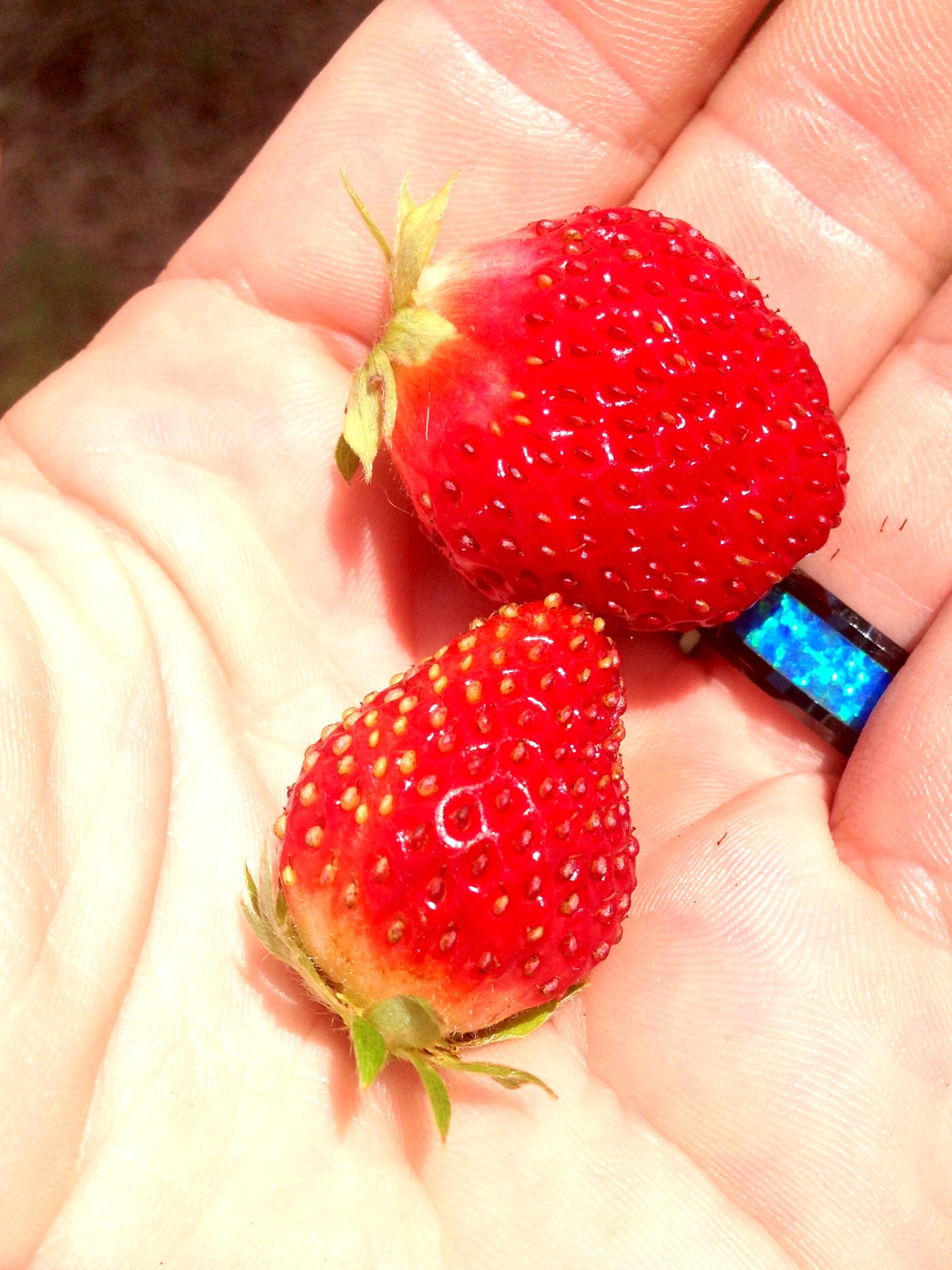 Strawberries- wildlife likes them too so you have to be quick on the harvest!