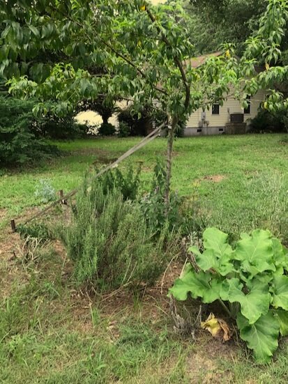 A young guild- each plant and tree serves a purpose in nourishing the soil and plants around, ultimately leading to a self-sustaining ‘community’ that needs no artificial supplements.
