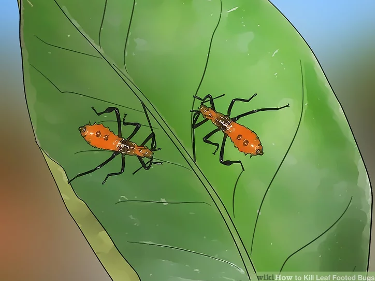 An Abundant Spring Garden... without the pests