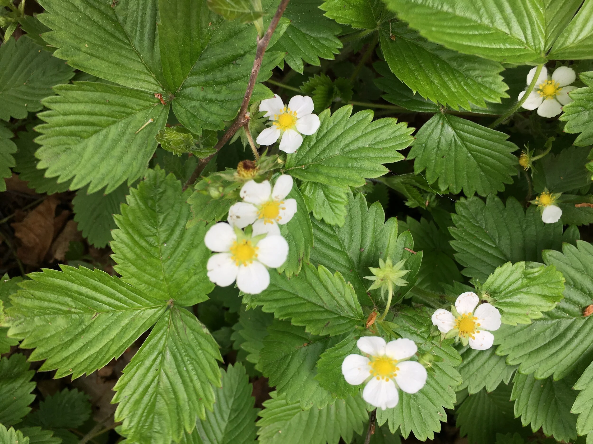 Stagnate or Sprout come spring?