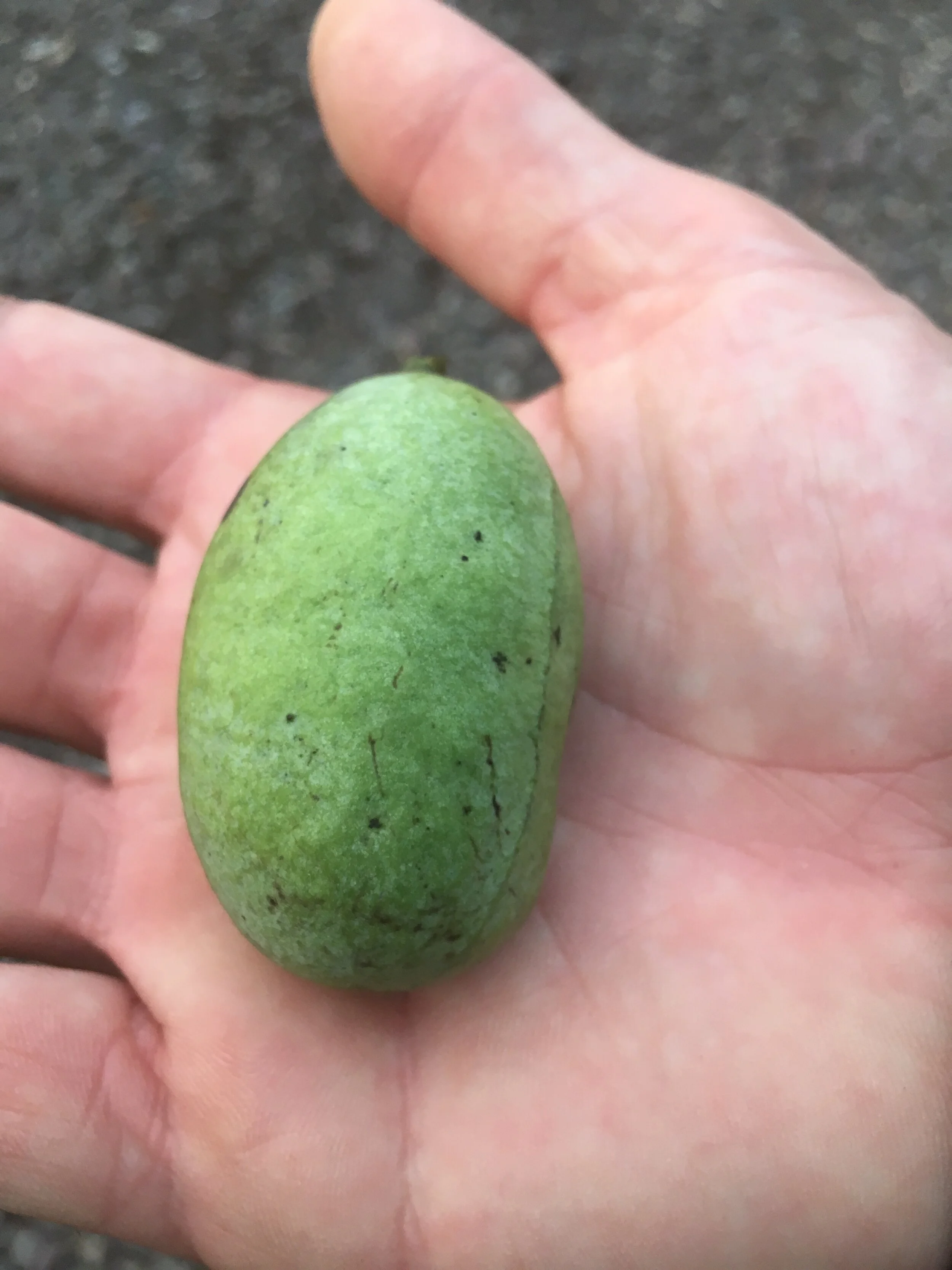 From Co-vid to Co-mmunity: Gardens that give back