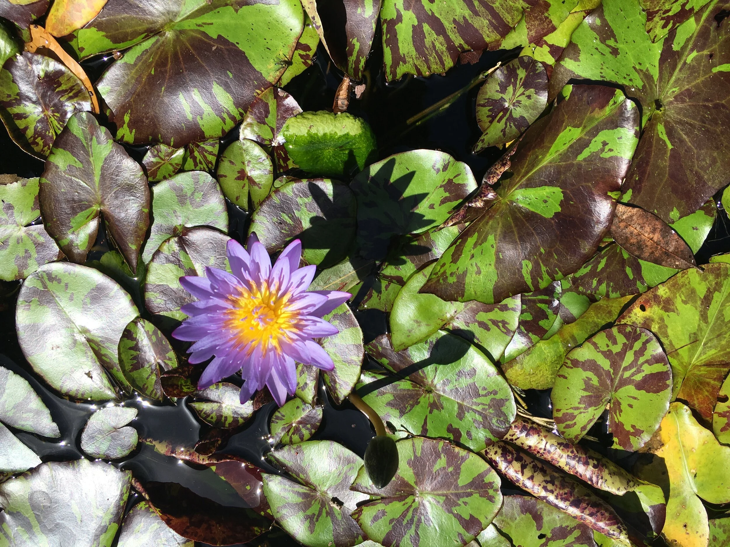 Beat the heat: Keeping your garden cool