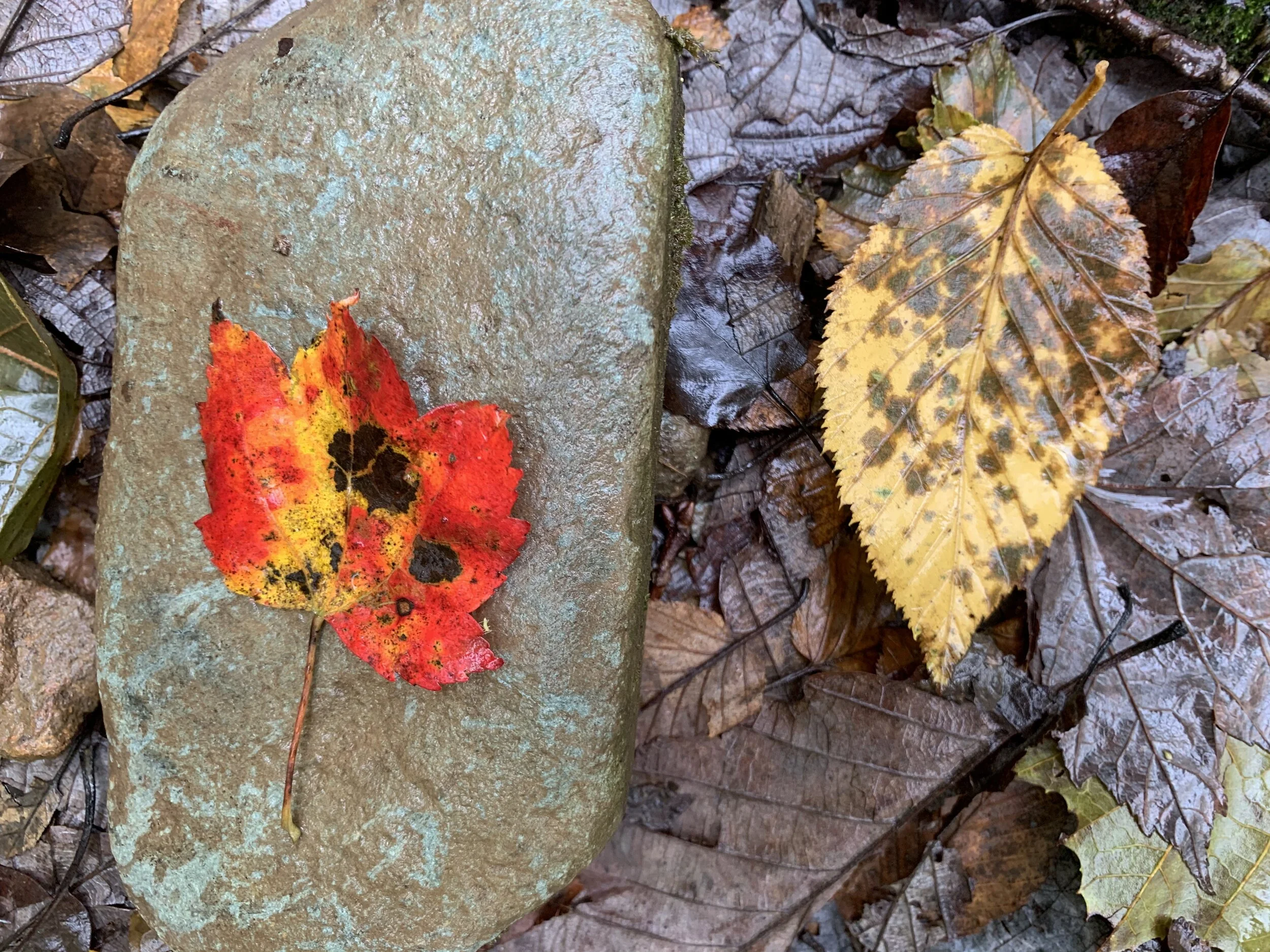 Snap, crackle and pop…the sounds of Autumn?