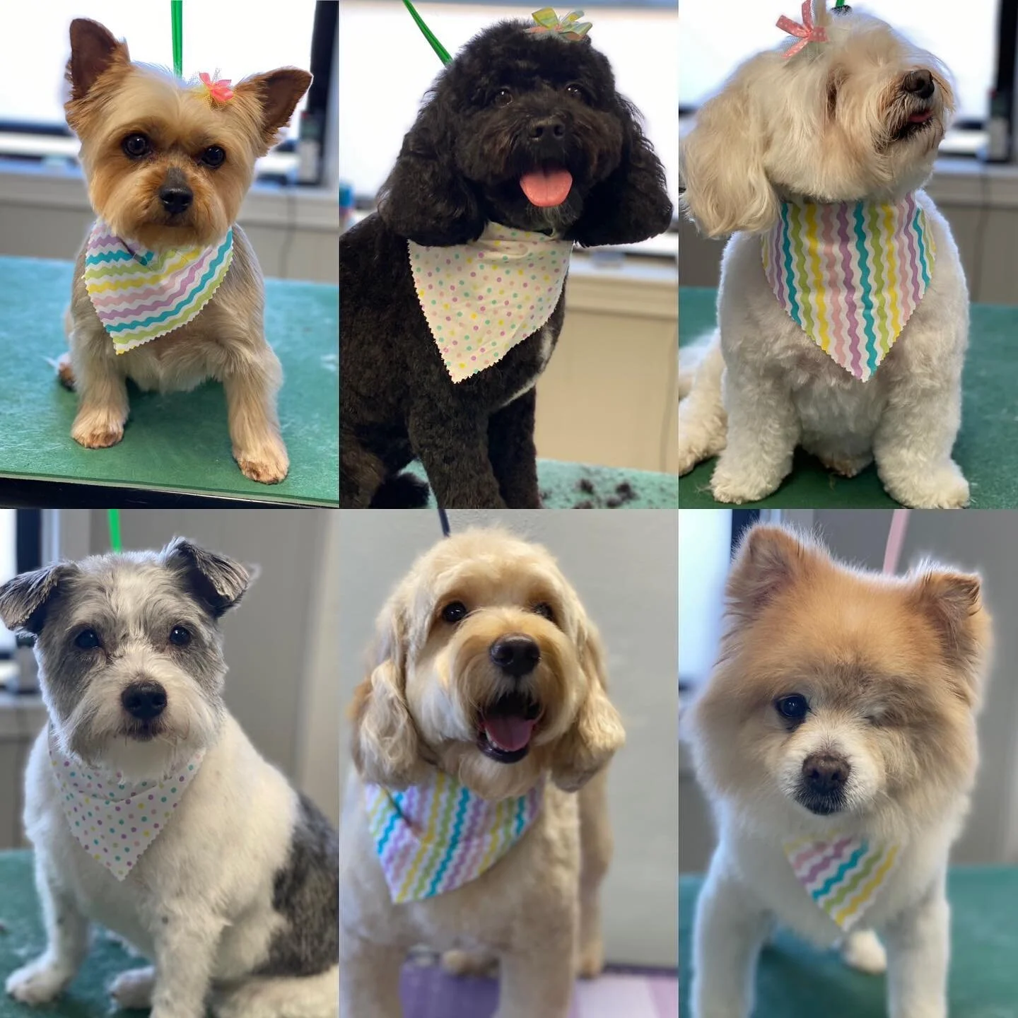 Photo Gallery — Best in Coat Grooming