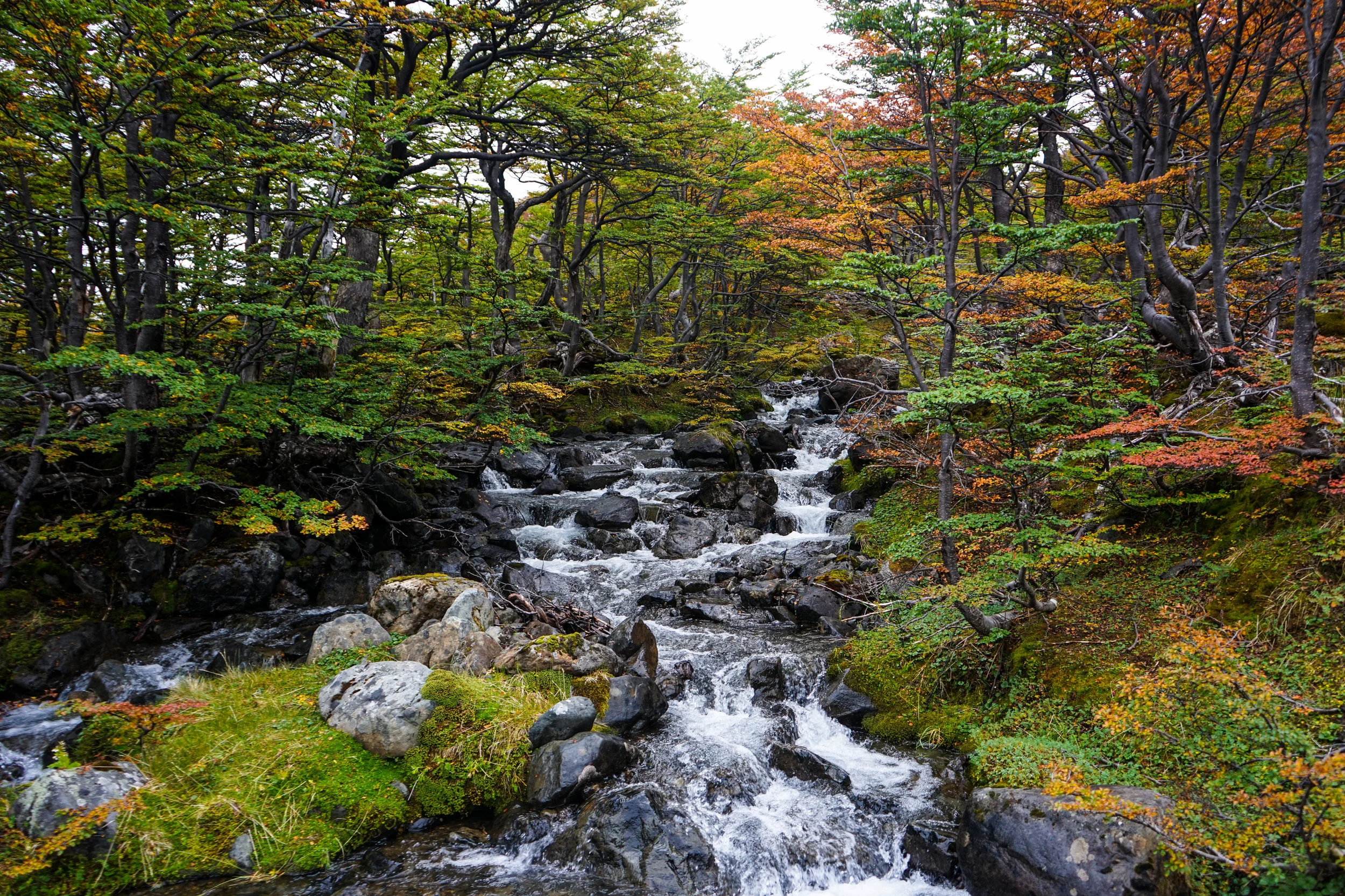 ErinPatagoniaFlora.jpg