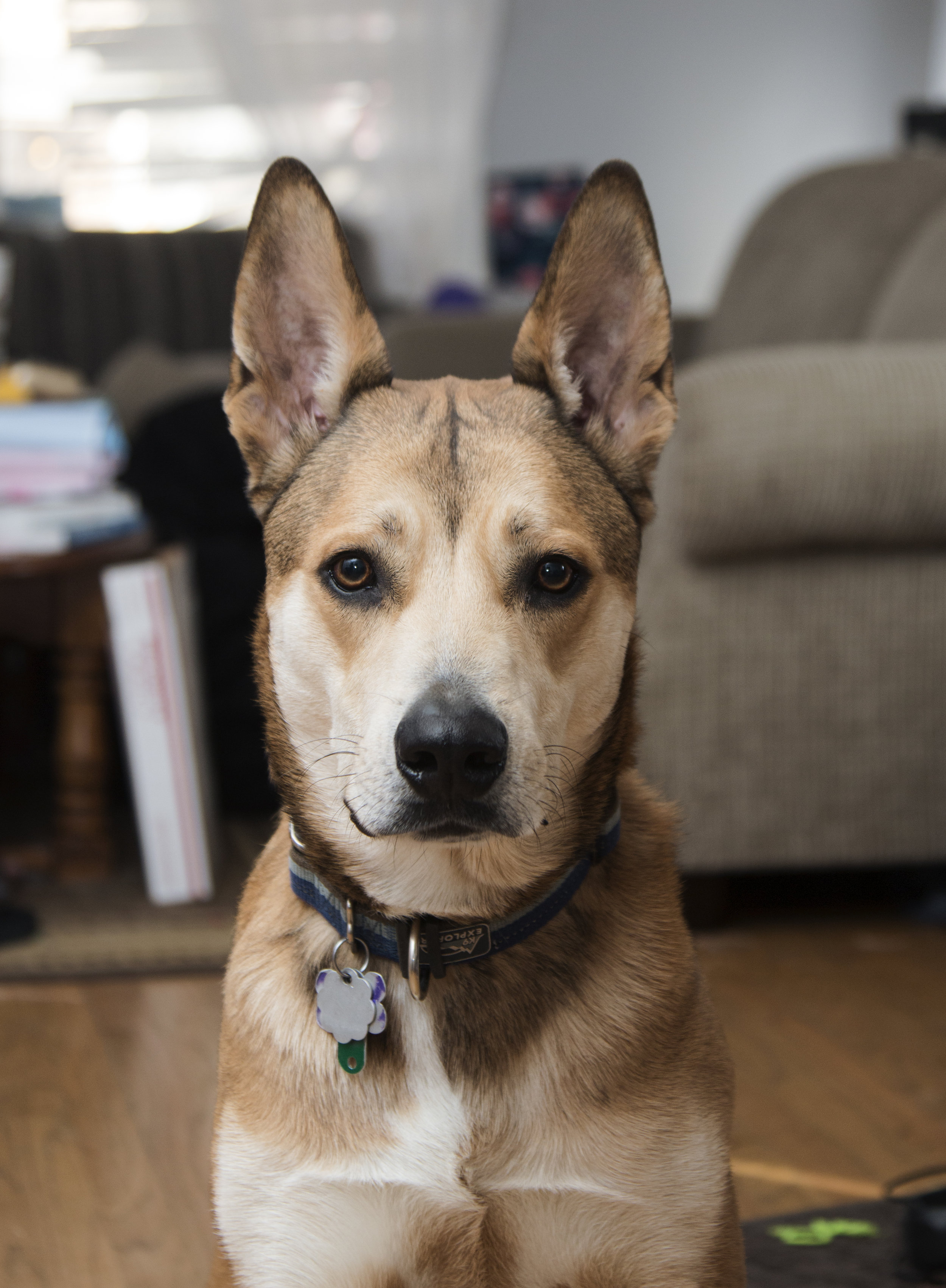 This is one of my dogs, Tamo. He’s a rescue from Summit County Animal Control. Breed: American Dingo Favourite activity: Running around the yard with a stick. Instagram handle: @Tomato_the_Dingo