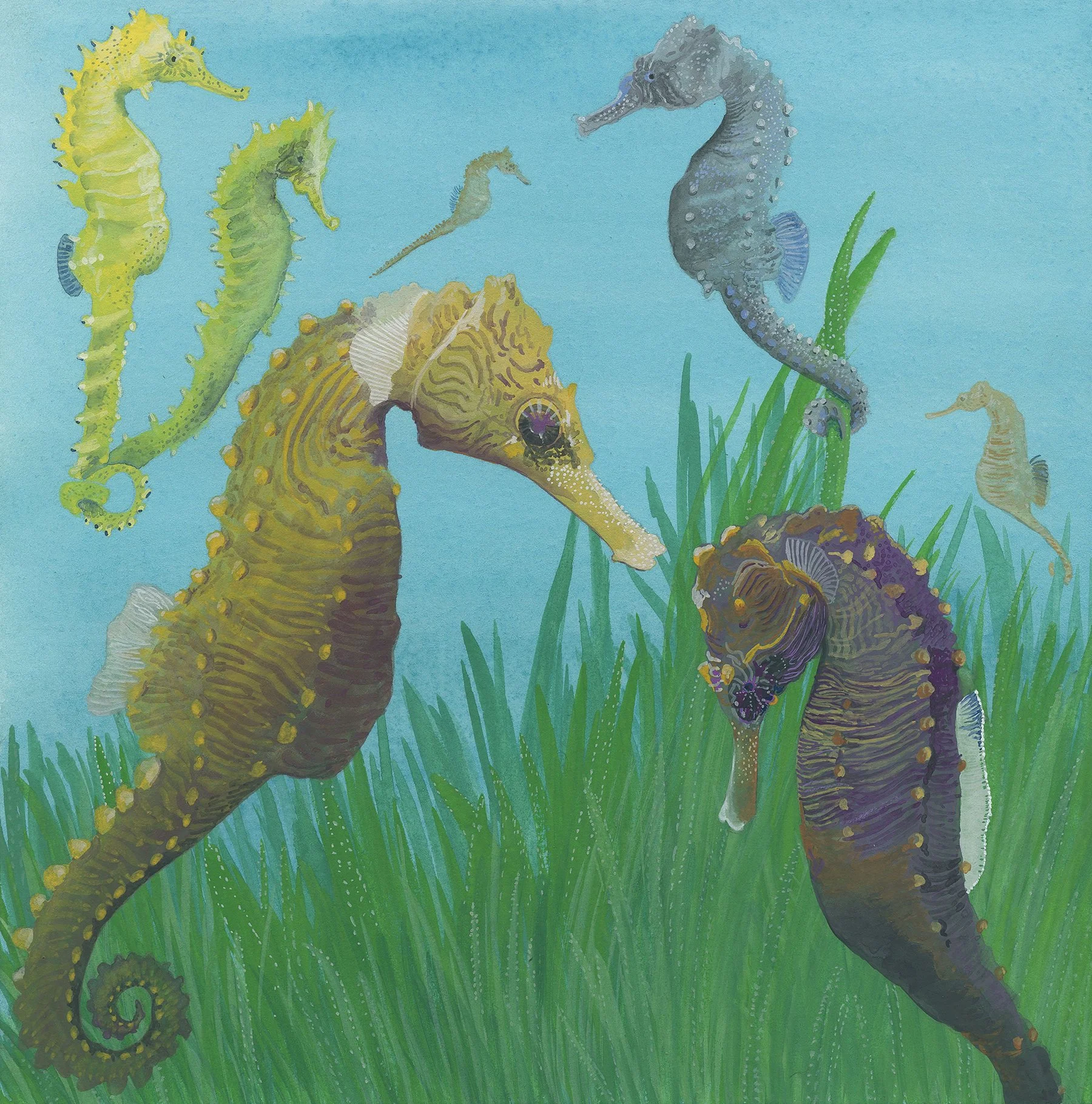 Seahorses