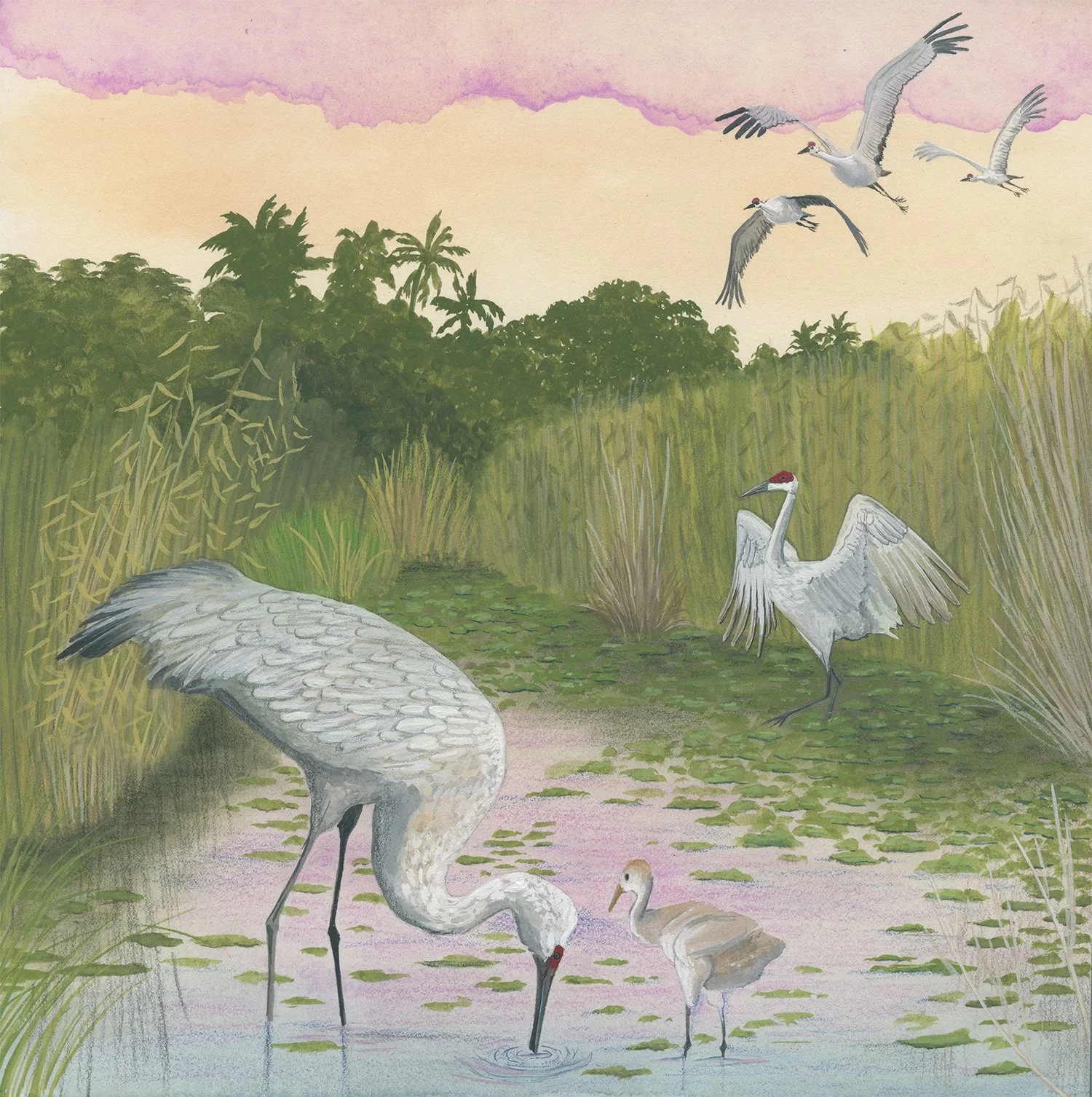 Sandhill Cranes of Florida