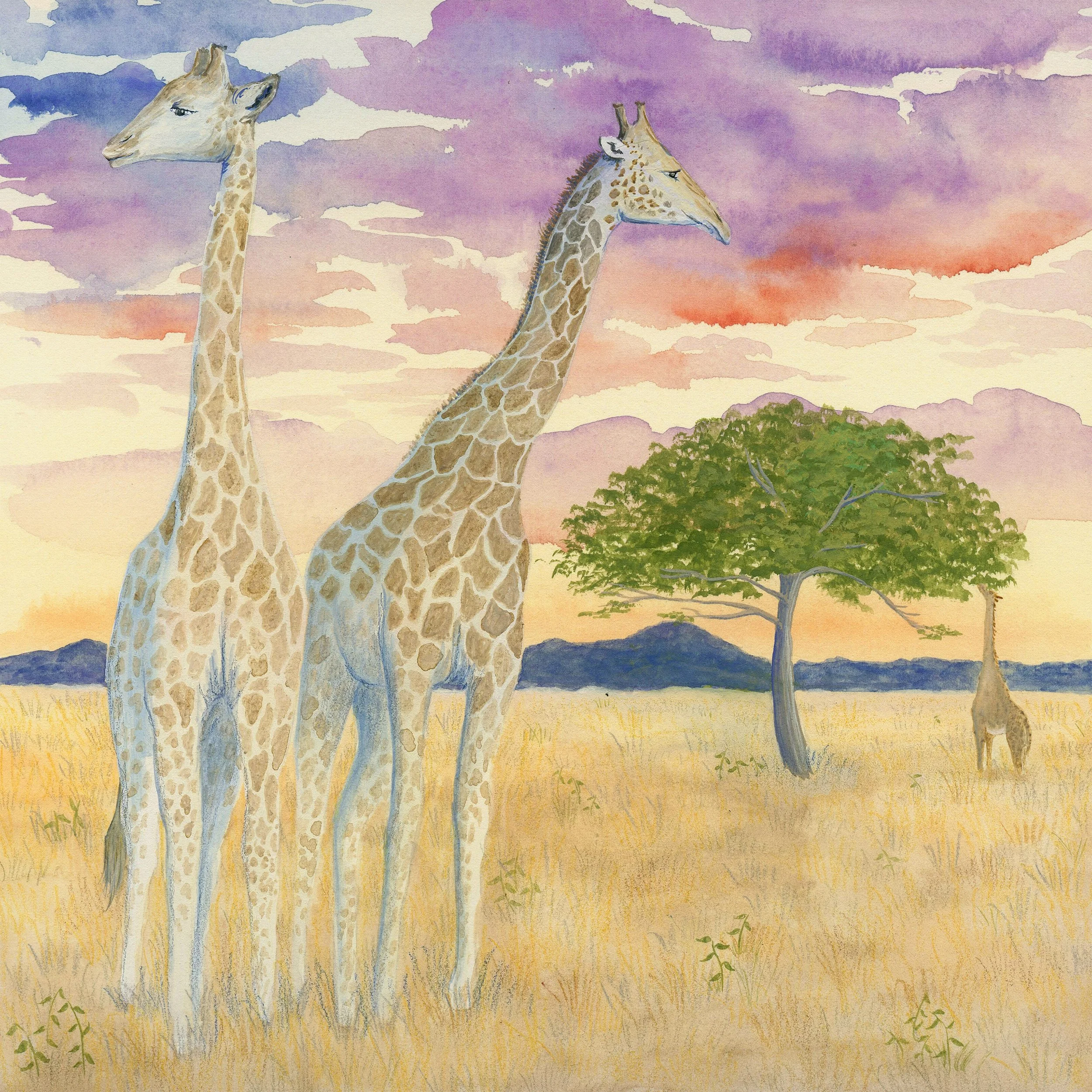 Giraffes