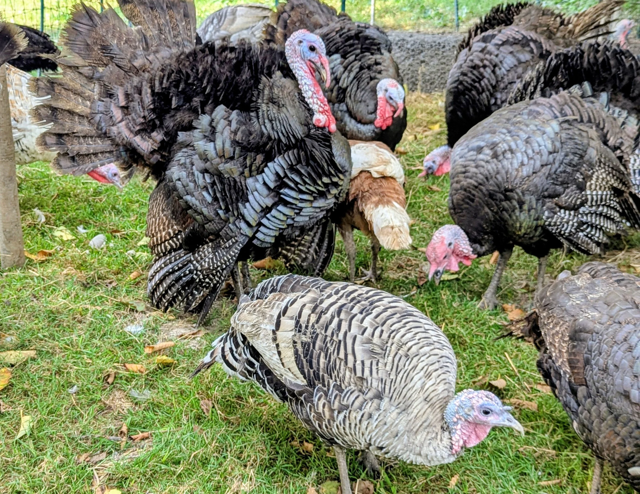 RVCC_turkey1.jpg