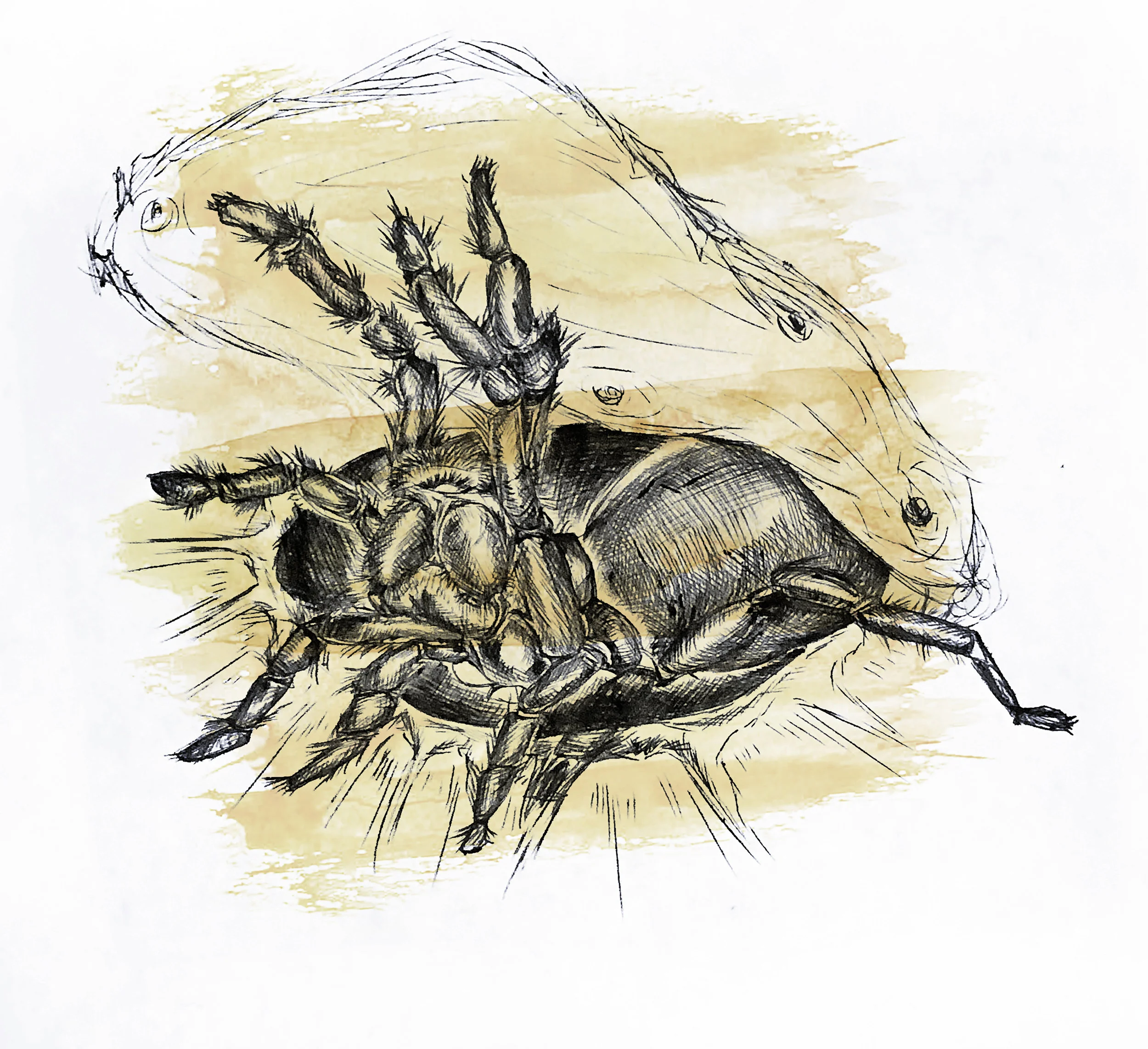 Kelsey_SpiderIllustration_v1.jpg