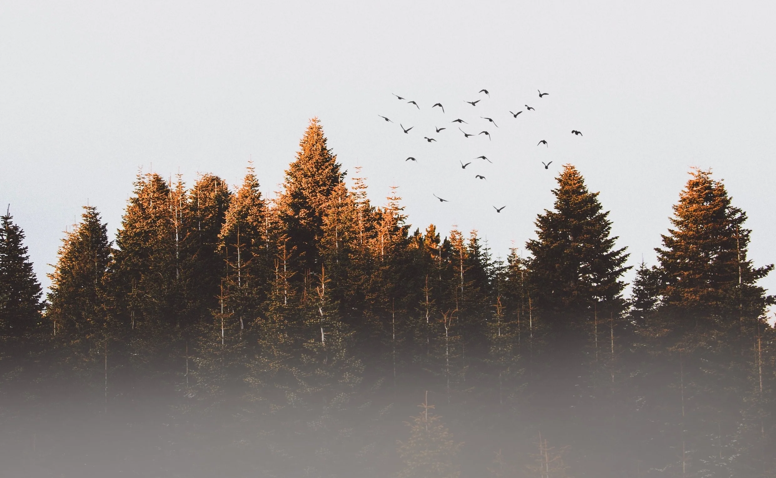 birds-cold-conifer-917494.jpg