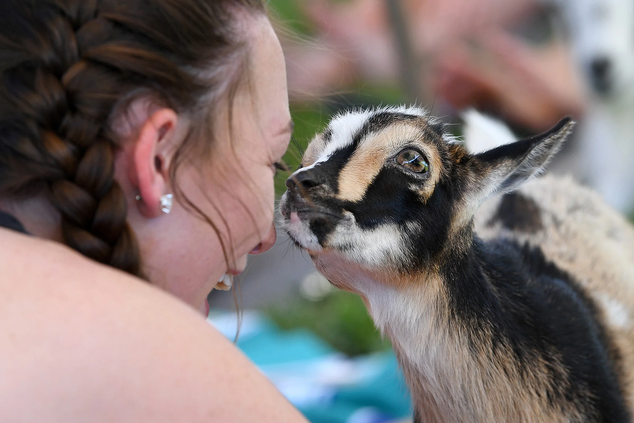 Faith, one of about a dozen goats at a yoga session for members of Aggie Belles and Aggie Sweethearts, sniffs Mikayla Price's face on April 26, 2019, in College Station, Texas. The goats chewed on grass and hair, rested on mats and climbed some participants during the class. Goat Yoga Texas owner Kimberly Brooke traveled with her goats from Cypress to offer three afternoon sessions for members of the student organizations. (Laura McKenzie/The Eagle)