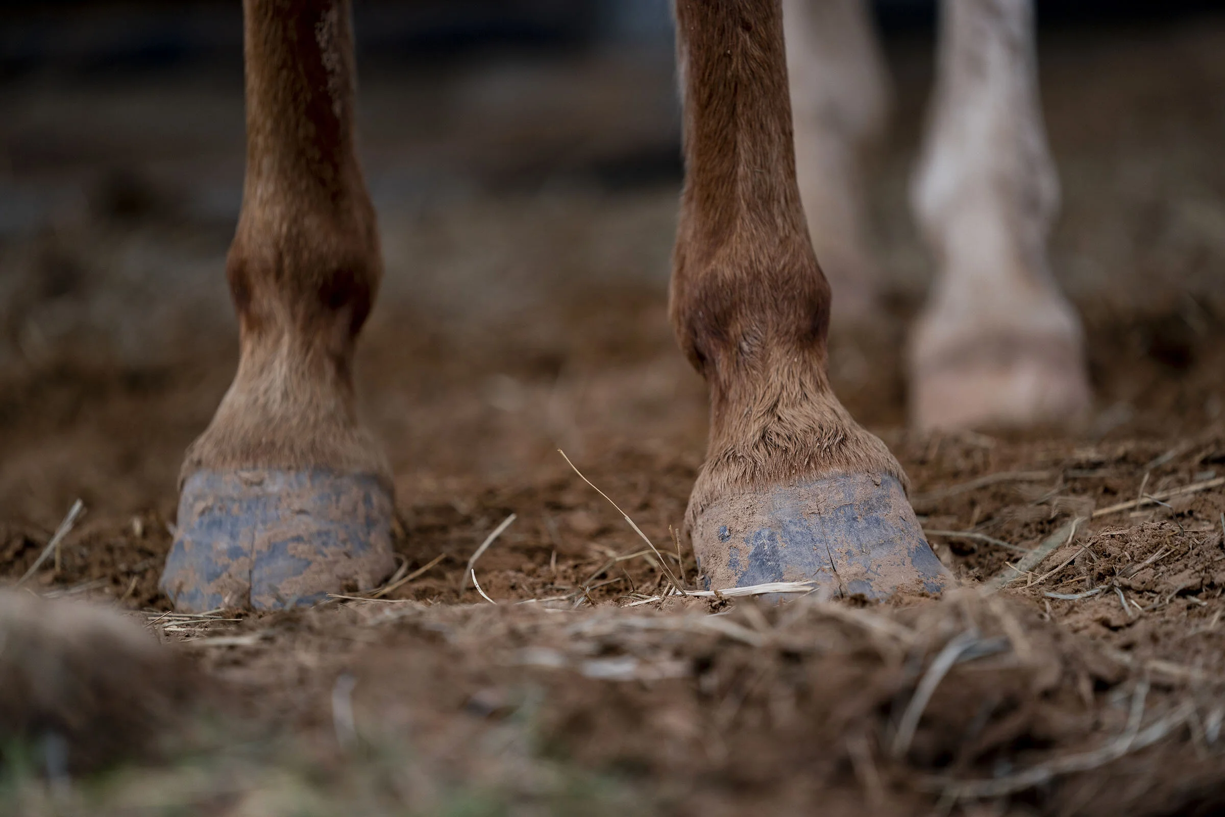 20210107_Equine_Short_Course_LM_088.jpg